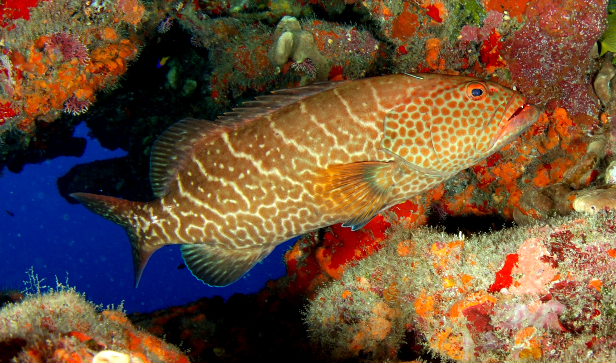 Tiger grouper