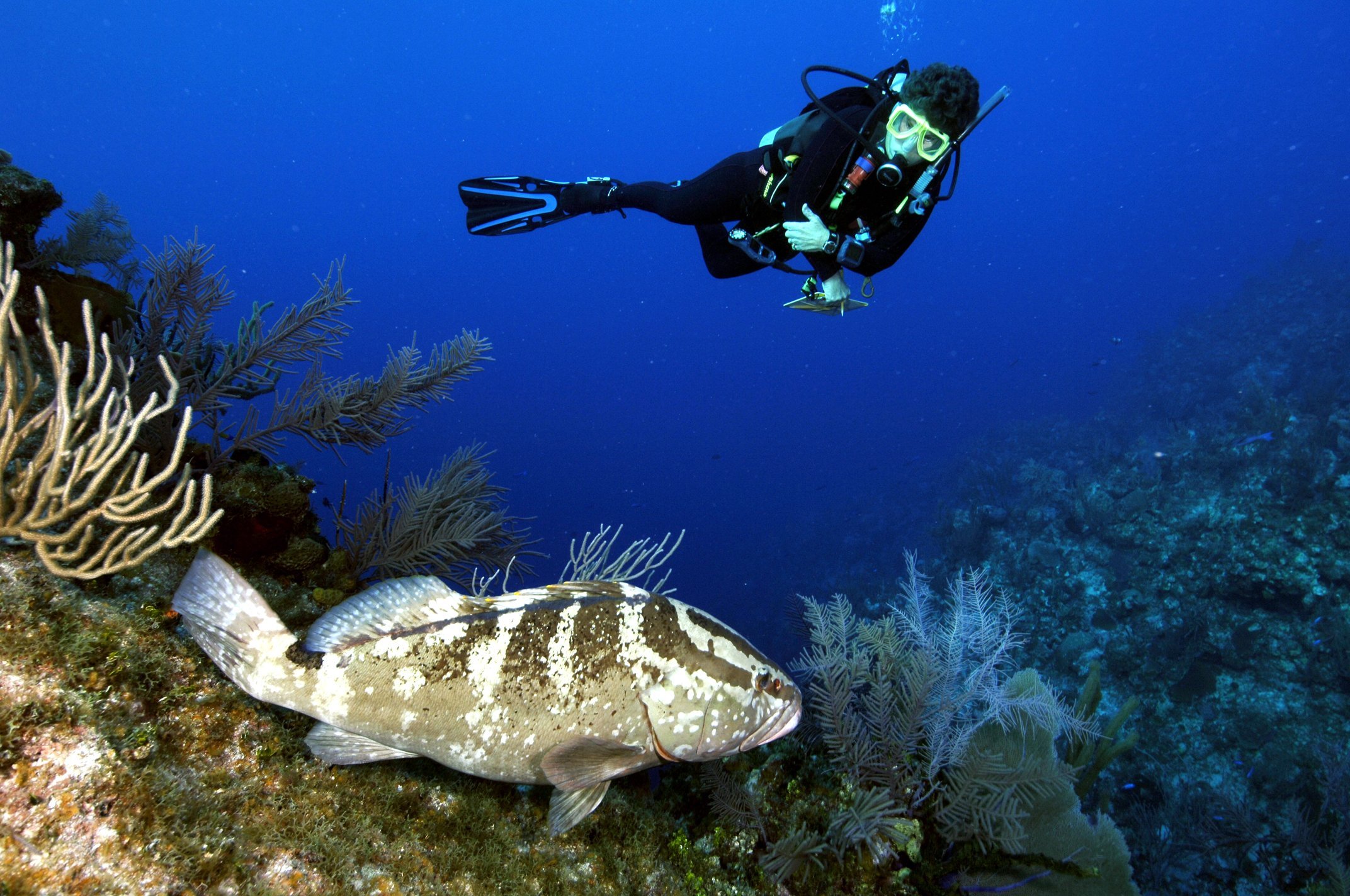 grouper, Ocean, Sea, Underwater, Sealife, Fish, Scuba, Diving Wallpaper HD / Desktop and Mobile Background