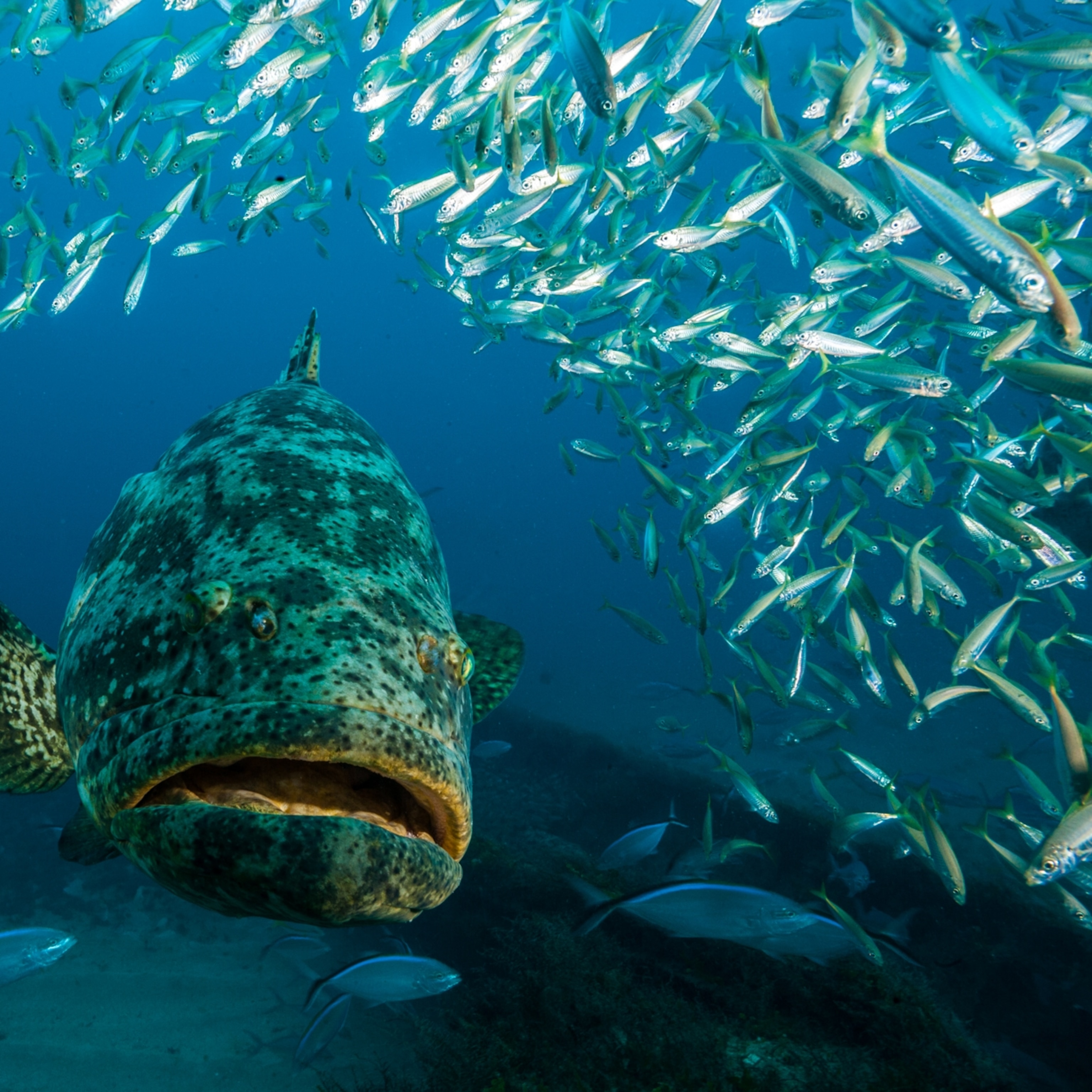 Goliath Grouper Fishing May Be Allowed In Florida Again After 30 Year Ban