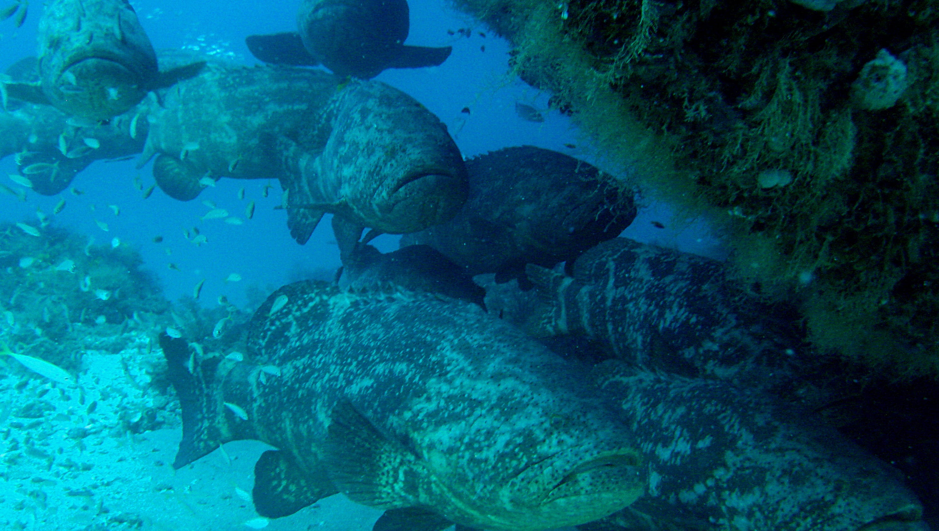 FWC: Goliath grouper will not be open to harvest