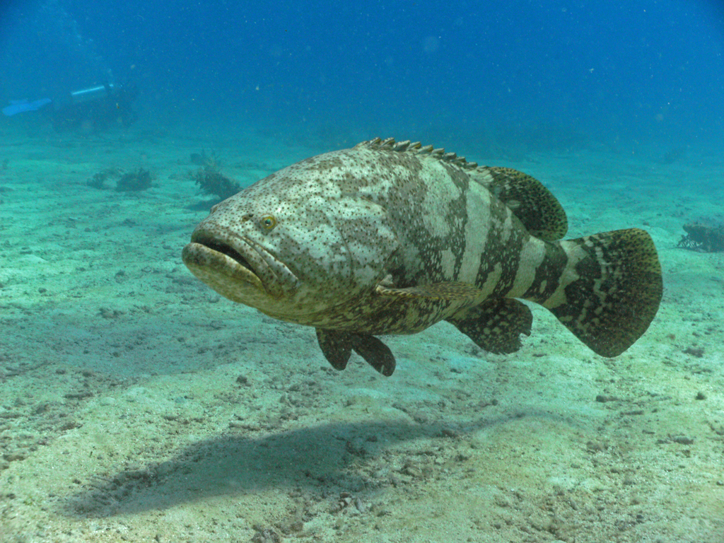 City of Washington Wreck and a turtle at Molasses Deep