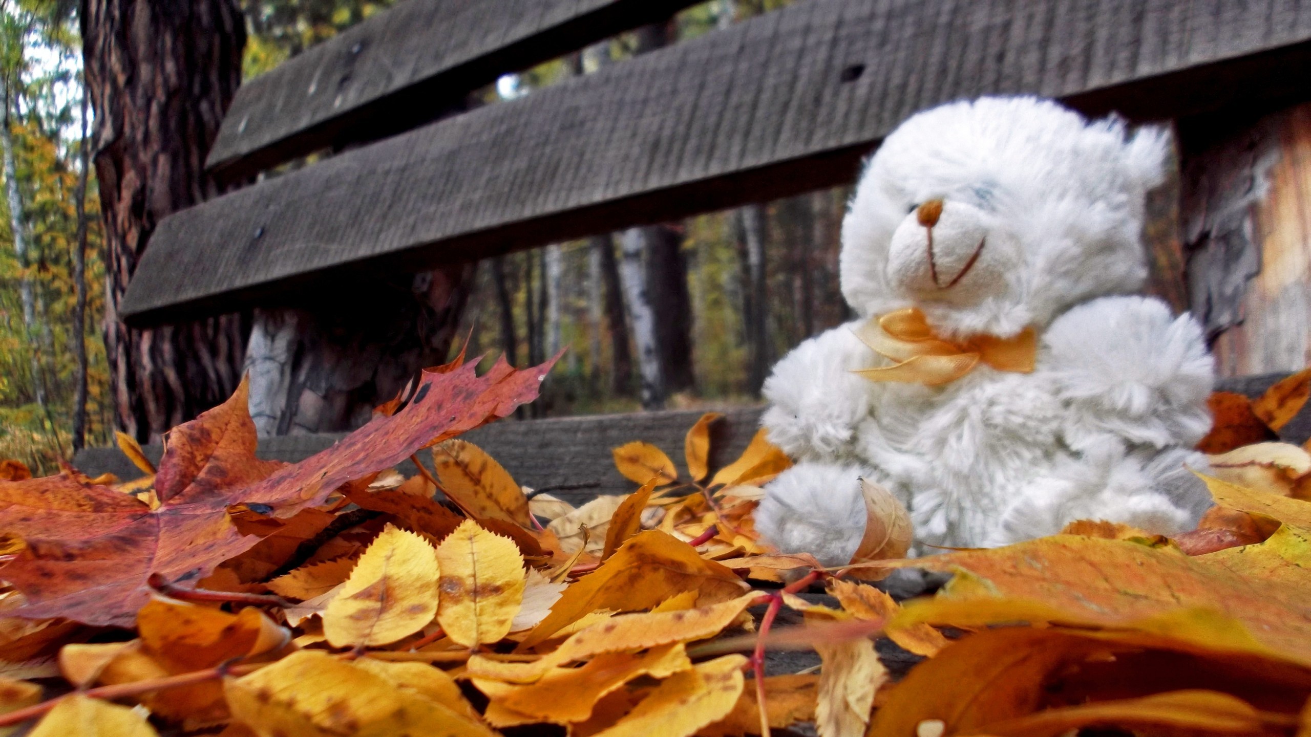 Trees autumn leaves bench teddy bears loneliness wallpaperx1440