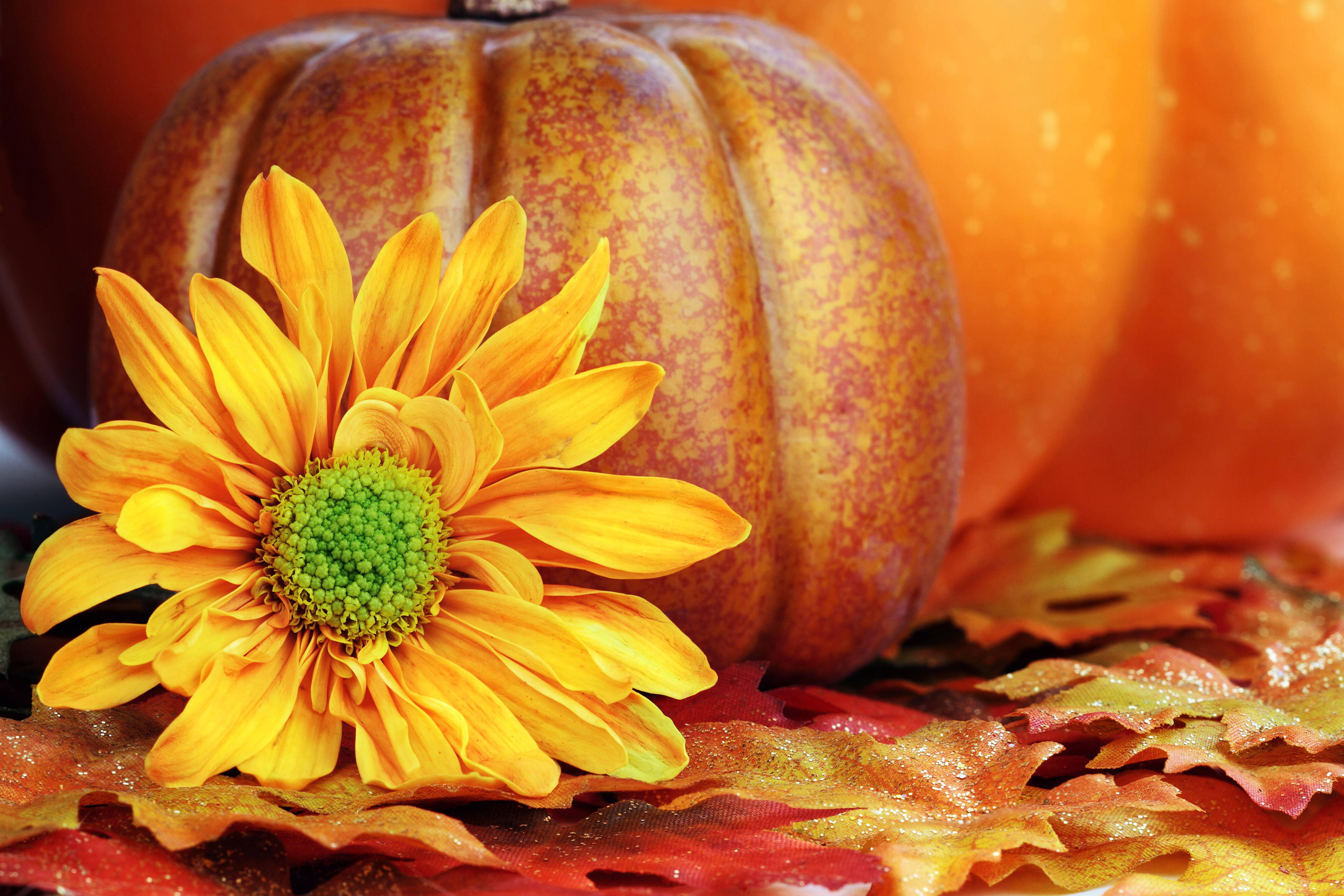 Autumn Background with Pumpkin and Flower​-Quality Image and Transparent PNG Free Clipart