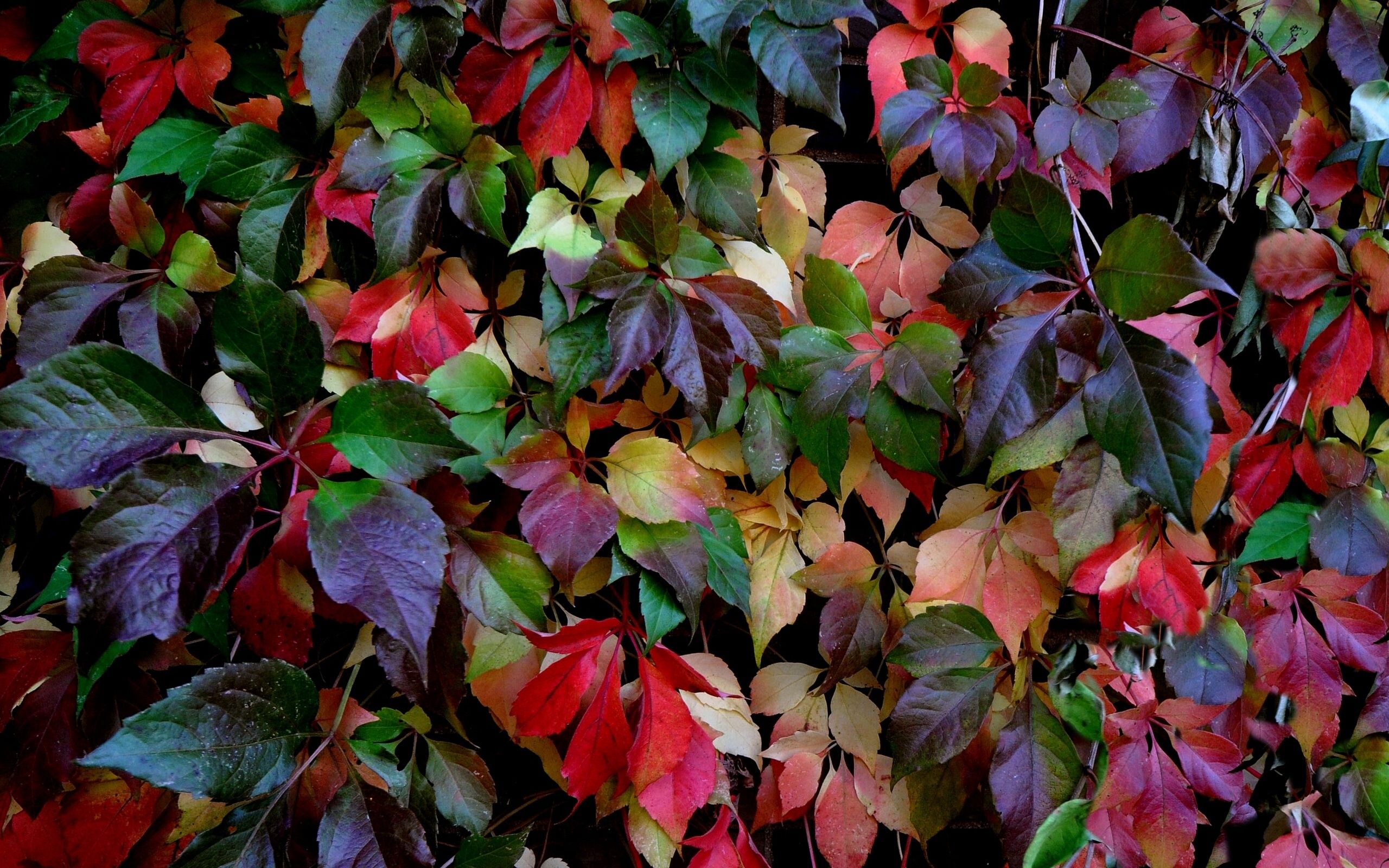 Colored Leaf Wallpaper