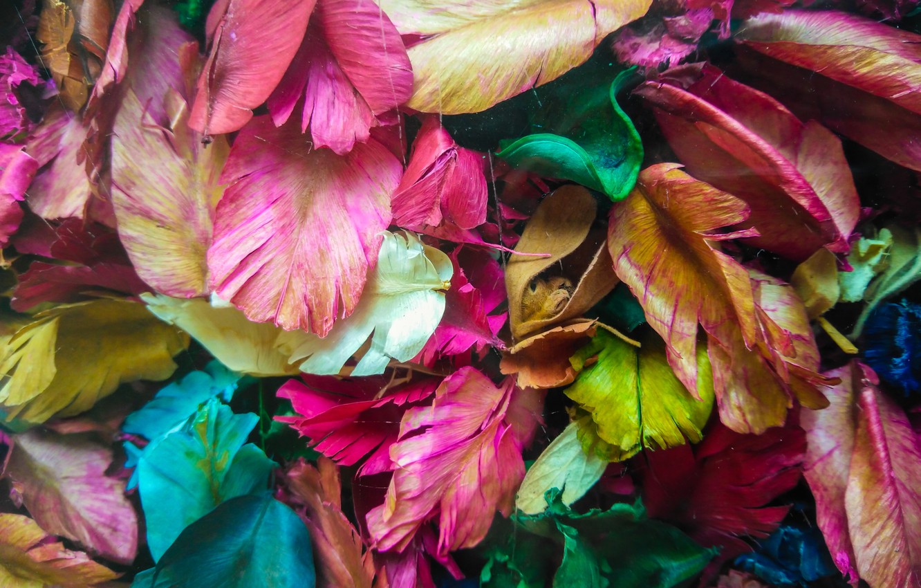 Wallpaper leaves, petals, colorful, dry, leaves, purple, petals image for desktop, section текстуры