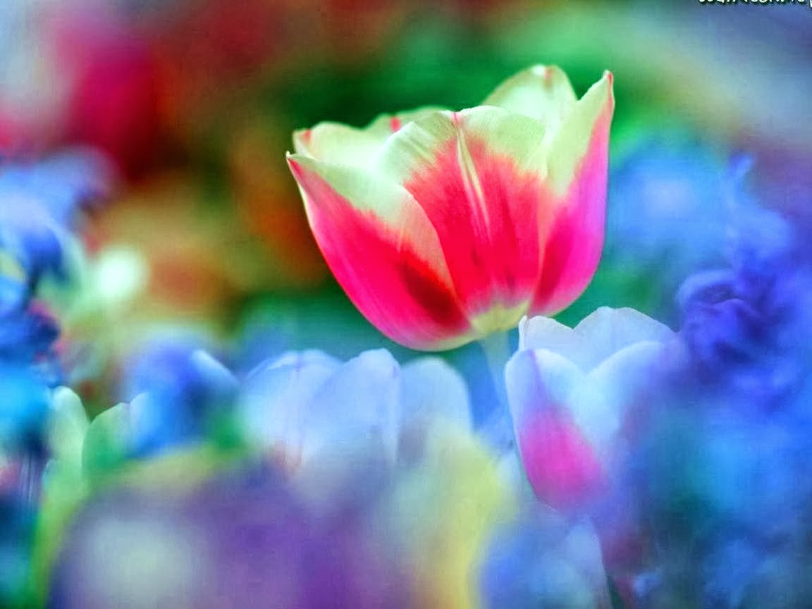 Free download Colorful Flowers Leaves Rainbow Twitter Background Season Wallpaper [1152x864] for your Desktop, Mobile & Tablet. Explore Rainbow Roses Wallpaper. Rainbow Flower Wallpaper, HD Rainbow Wallpaper