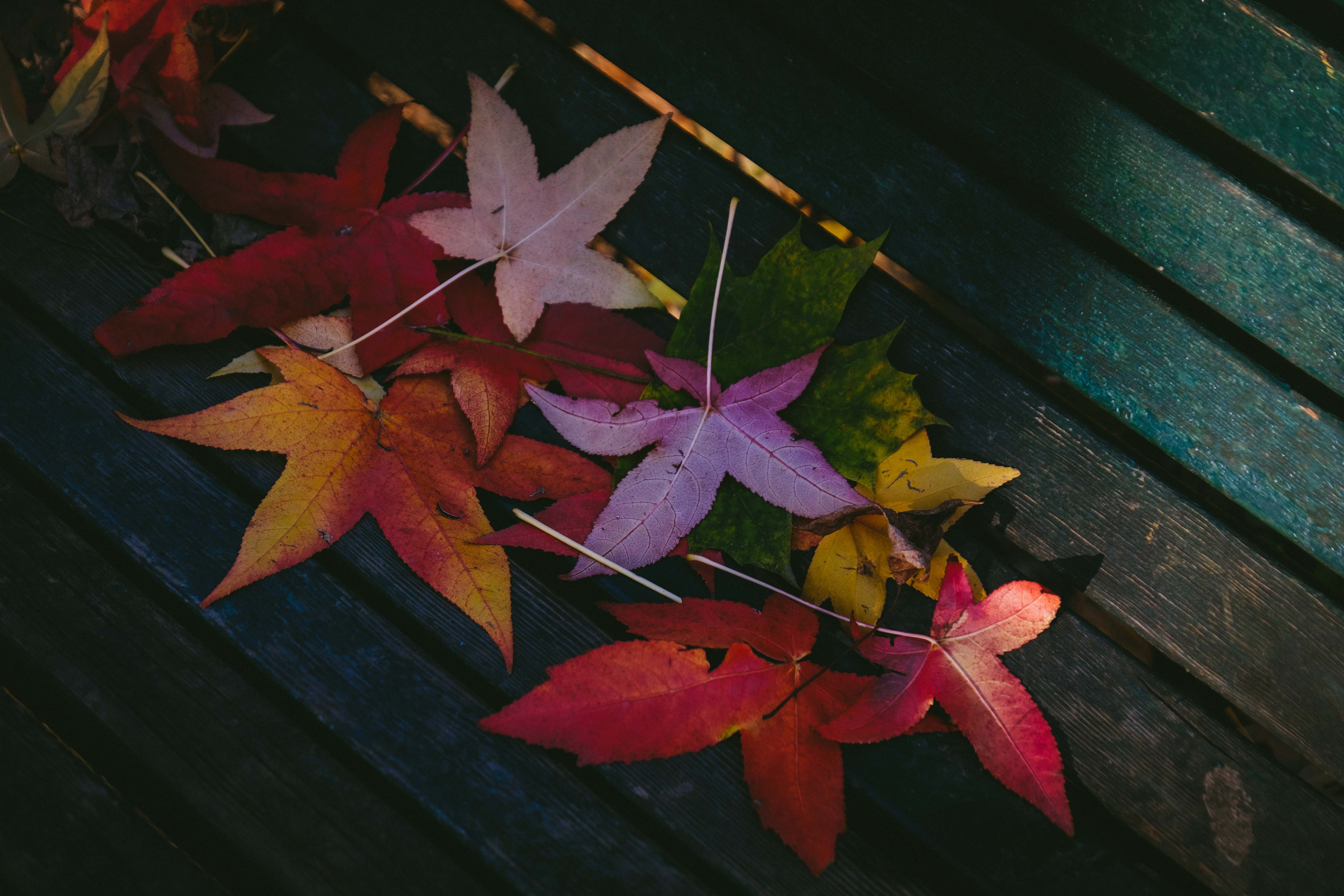 Colored Leaf Wallpaper