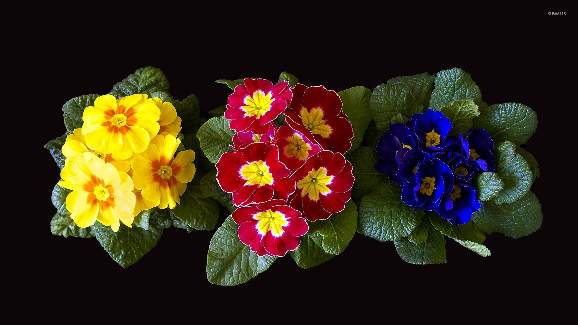Colorful primulas flowers rising from basal rosettes of leaves wallpaper wallpaper