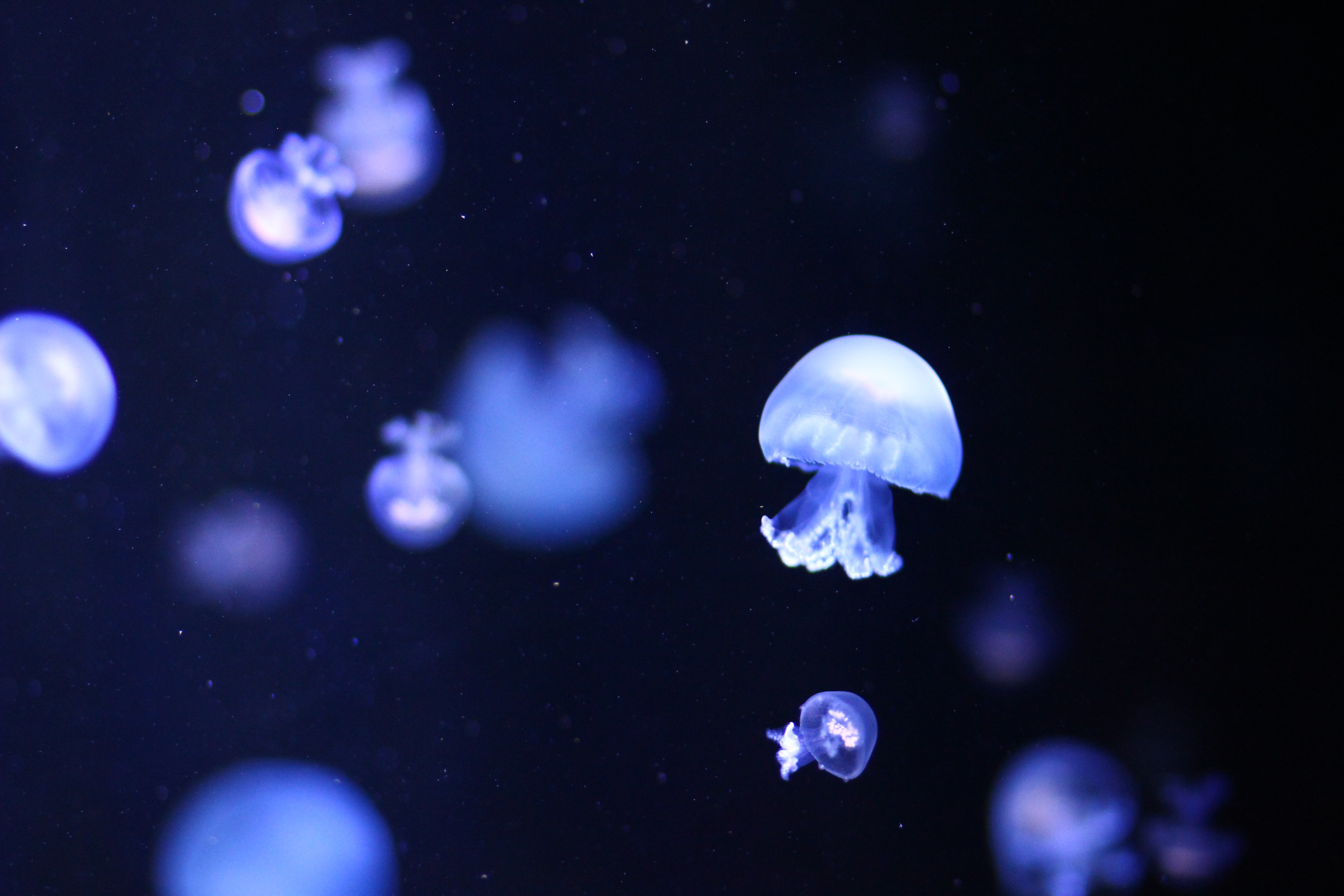 4272x2856 #smack, #Free , #tentacle, #ghost, #bag, #white, #water, #underwater, #ocean, #drift, #surface, #marine, #swarm, #bell, #transparent, #mouth, #gut, #float, #sea, #bloom, #jellyfish. Mocah HD Wallpaper