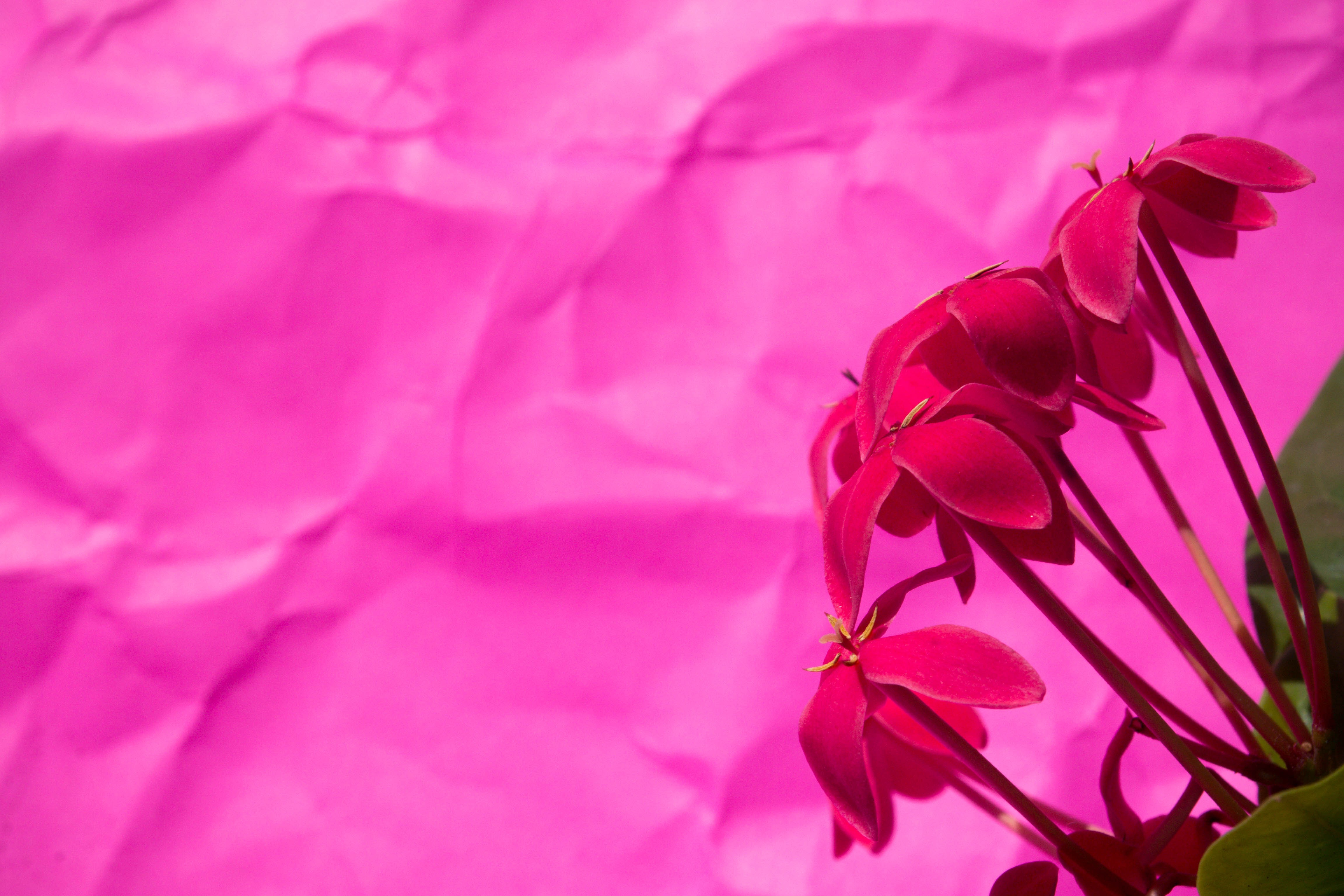 Wallpaper, 4608x3072 px, colorful, flowers, leaves, nature, photography, pink, red 4608x3072