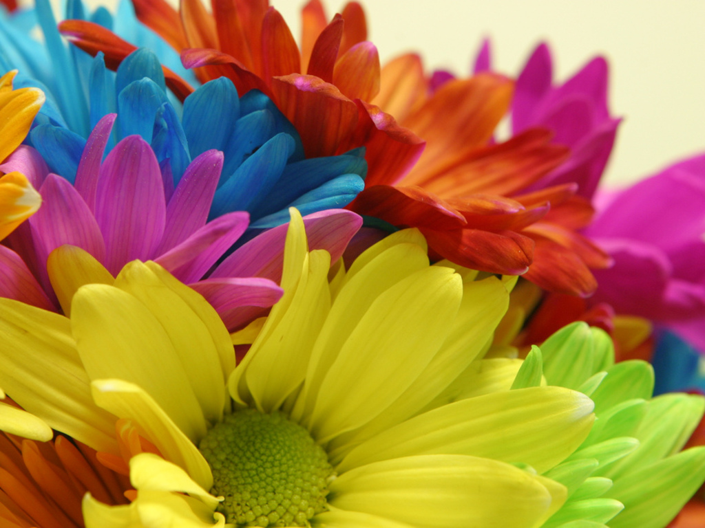 Bright Colored Flowers wallpaperx768