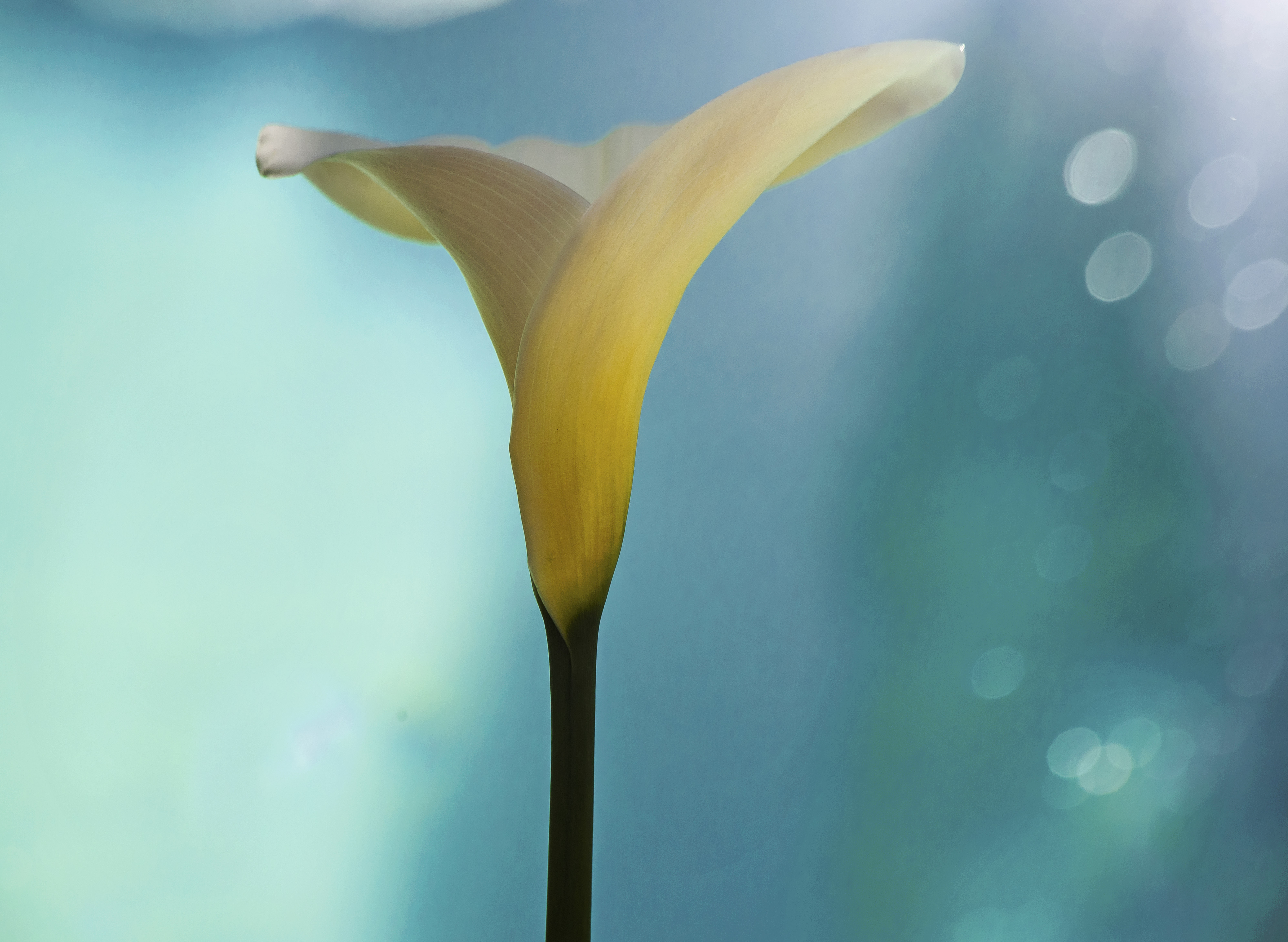Wallpaper, sunlight, colorful, flowers, water, reflection, green, yellow, blue, California, bokeh, spring, light, color, leaf, flower, drop, petal, canonphotography, westcoast, singleflower, computer wallpaper, atmosphere of earth, close up, macro