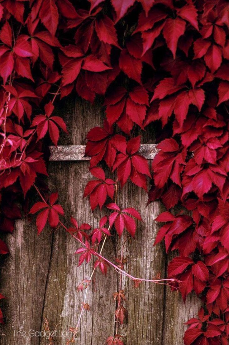 Floral. Wallpaper. iPhone. Android. Floral wallpaper iphone, Leaves wallpaper iphone, Beautiful flowers wallpaper