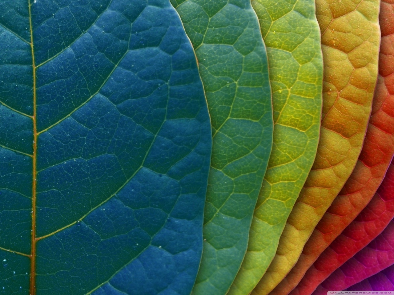 Bright Colored Flowers Wallpaper search results. EskiPaper.com Cool Wallpaper