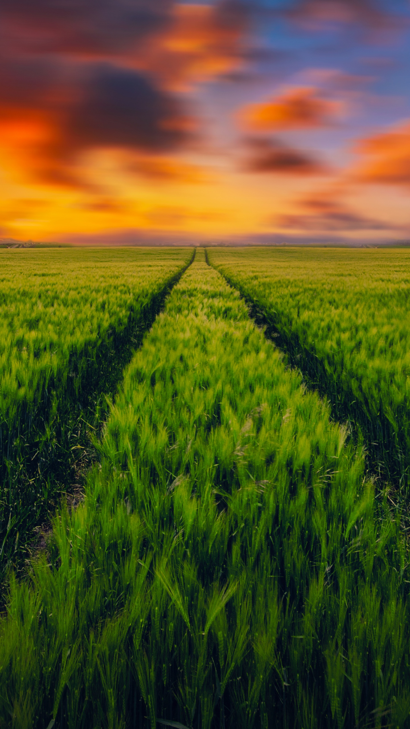 Grass field Wallpaper 4K, Green Grass, Farmland, Sunset Orange, Landscape, Nature