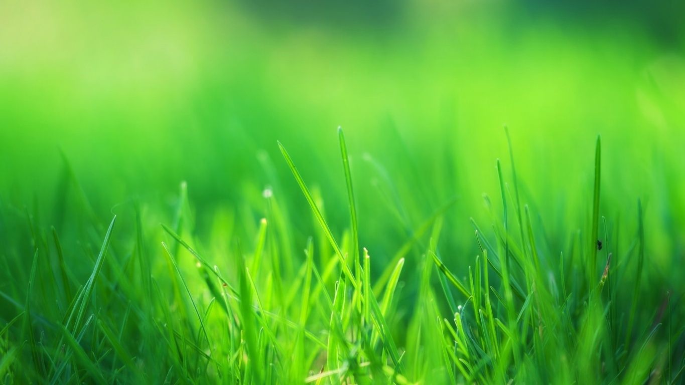 HD wallpaper: beautiful green grass-Nature Desktop Wallpaper, green grass,  green color | Wallpaper Flare