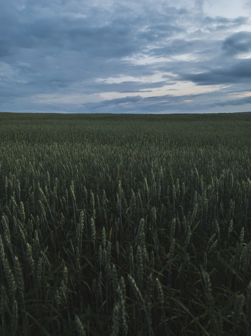 green grass field under blue sky during daytime photo