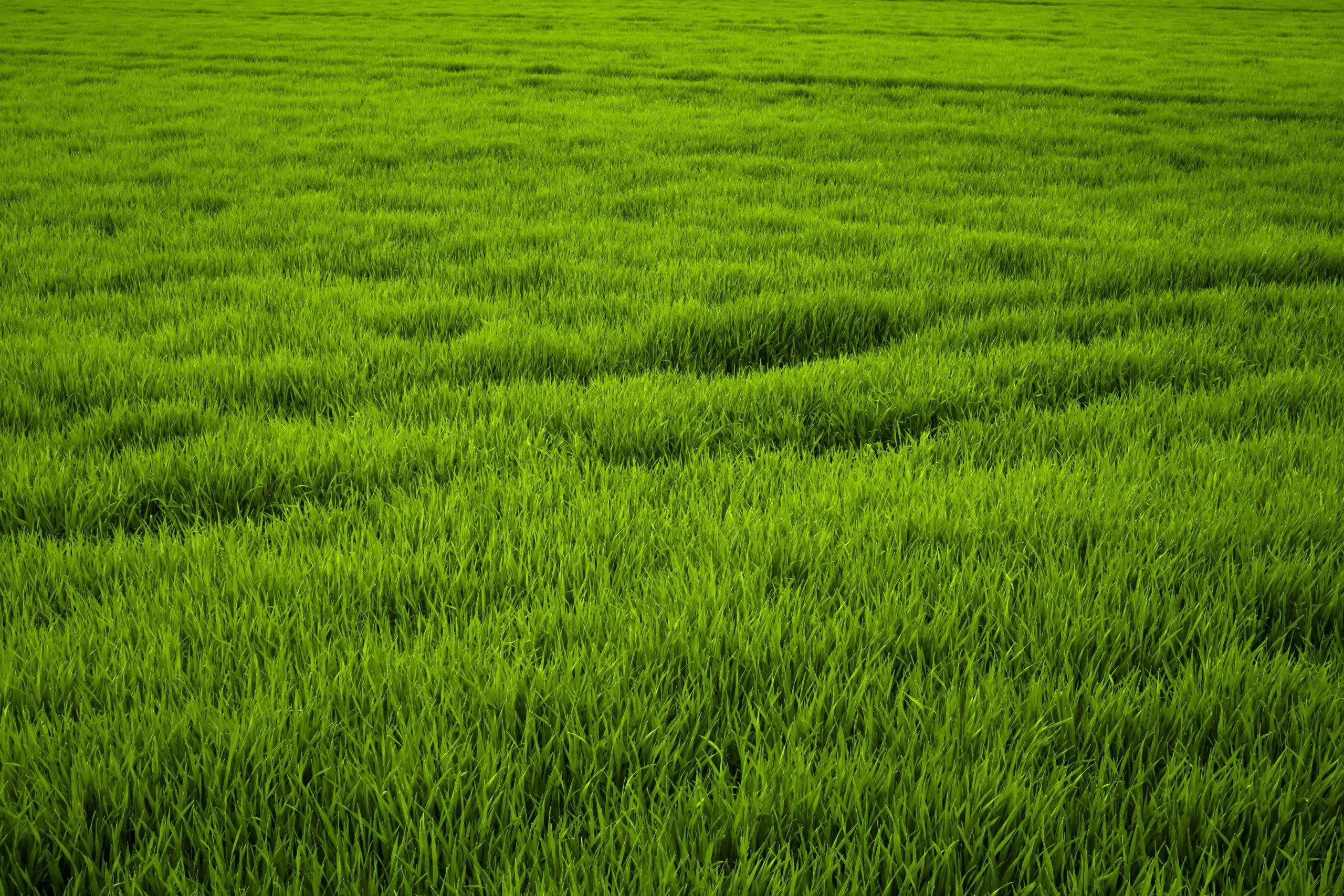 Grass Field Background