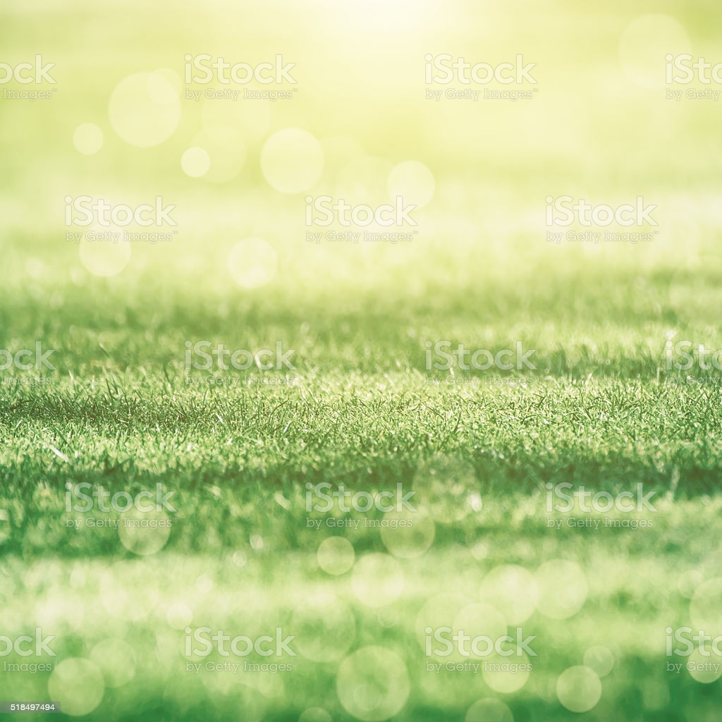 Green Grass Field Background Image Now