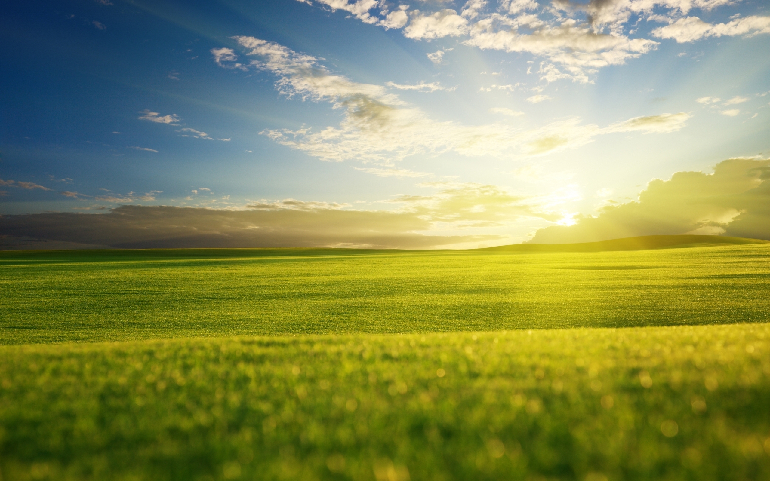 Grass Field Sunrise Wallpaper