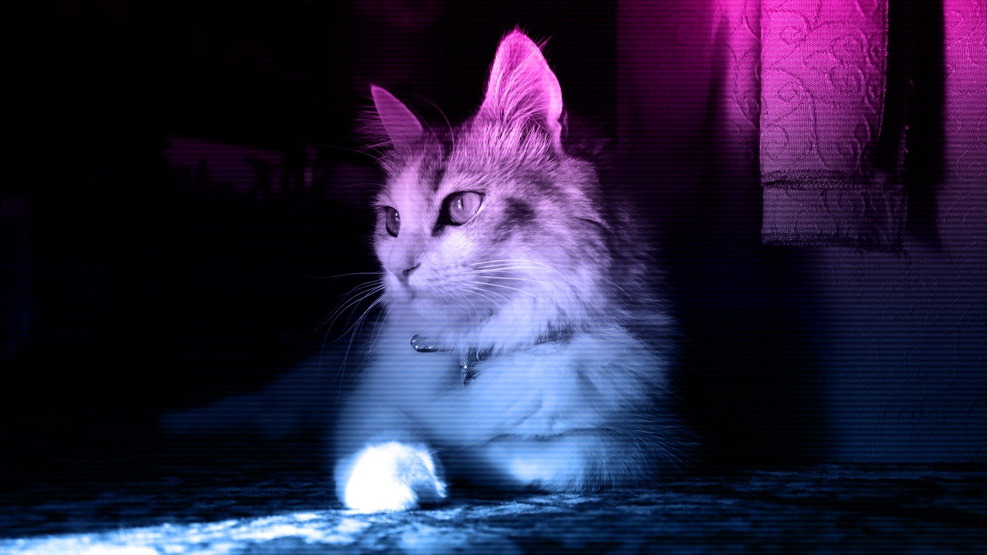 cat, Neon Wallpaper HD / Desktop and Mobile Background