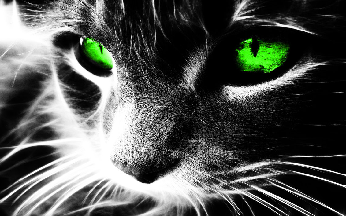 Free download cat neon eyes PS CS5 by waldt [1131x707] for your Desktop, Mobile & Tablet. Explore Neon Cat Wallpaper. Neon Animal Wallpaper, HD Abstract Neon Wallpaper, Neon HD Wallpaper