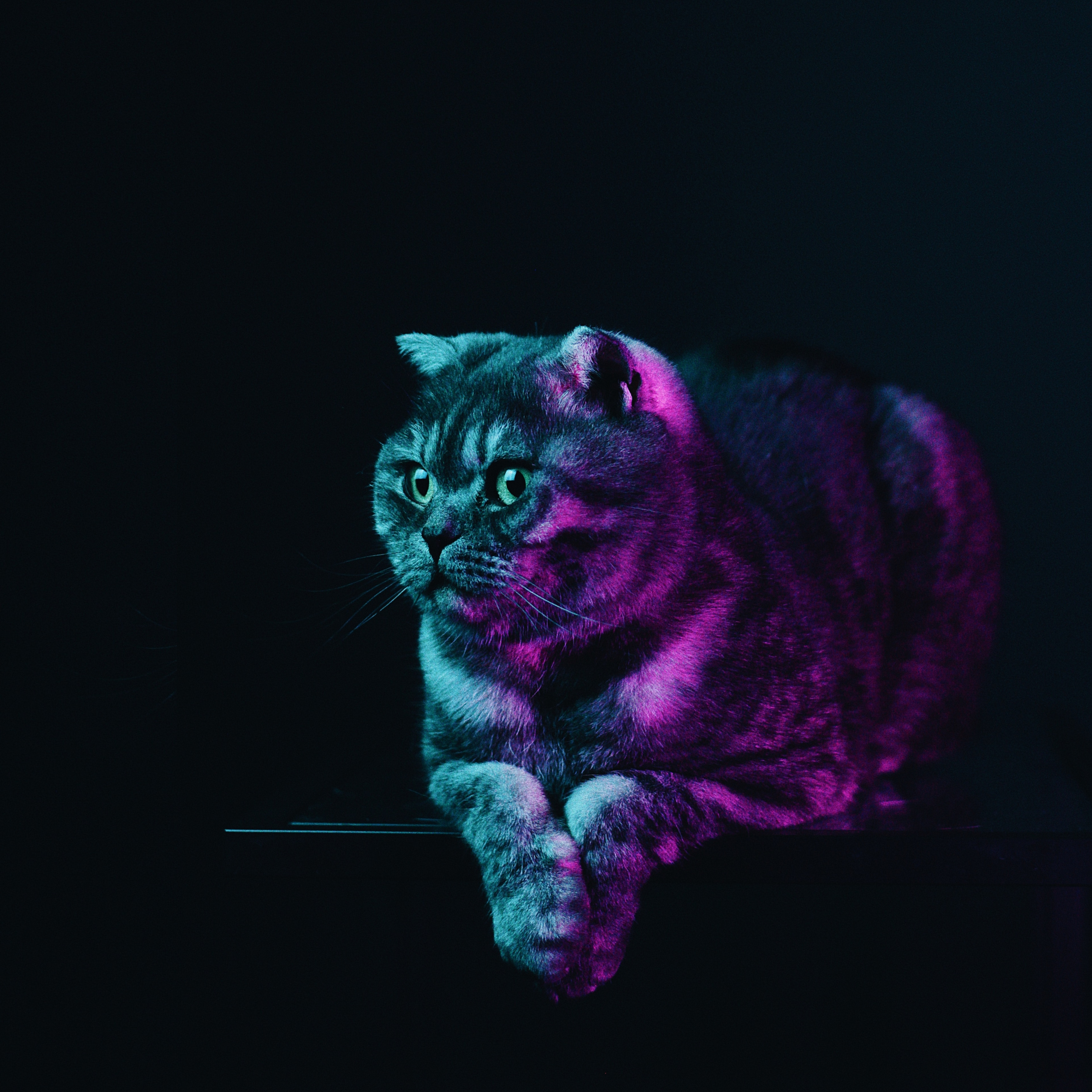 Download Fat cat, neon glow, animal wallpaper, 2932x iPad Pro Retina
