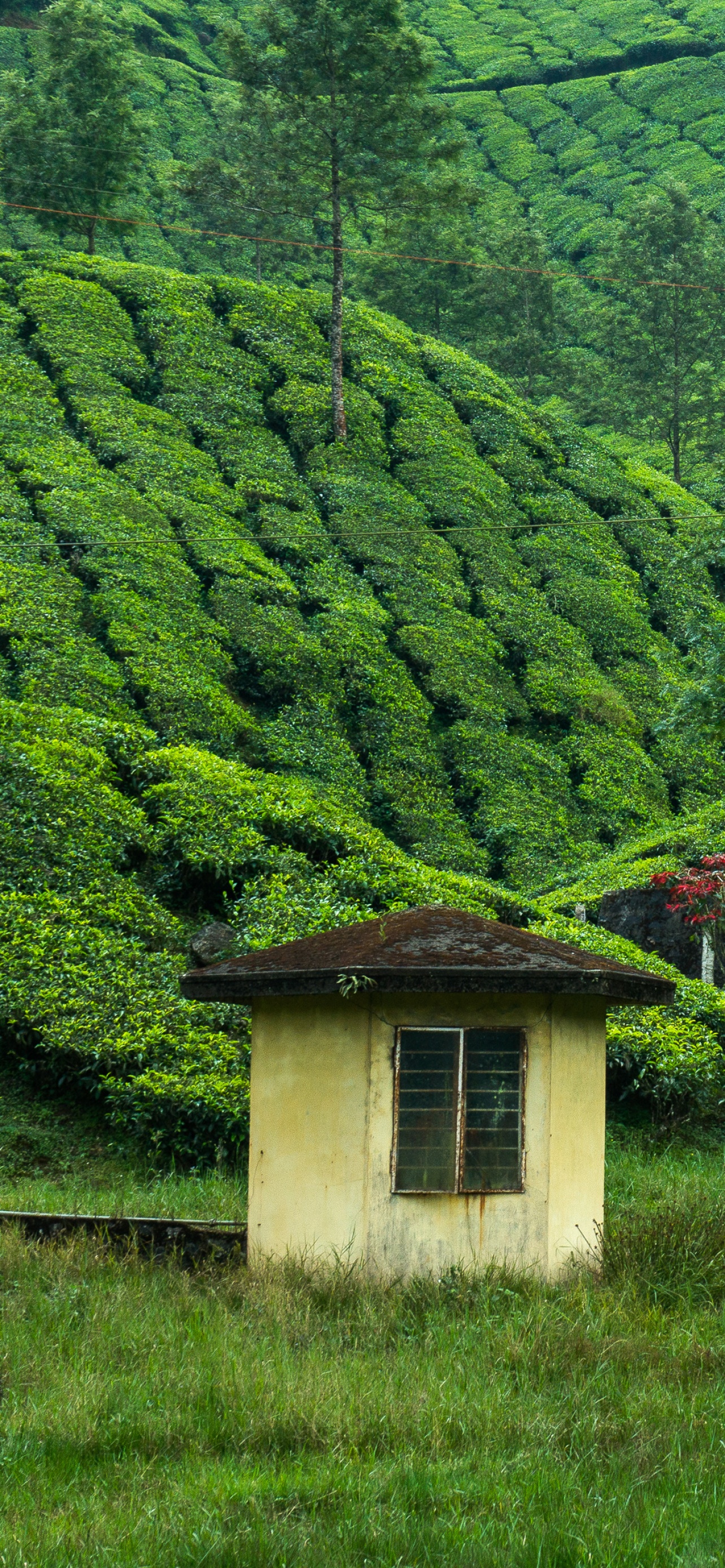 Tea Estate Wallpaper 4K, Hill Station, Greenery, Western Ghats, Pattern, Nature