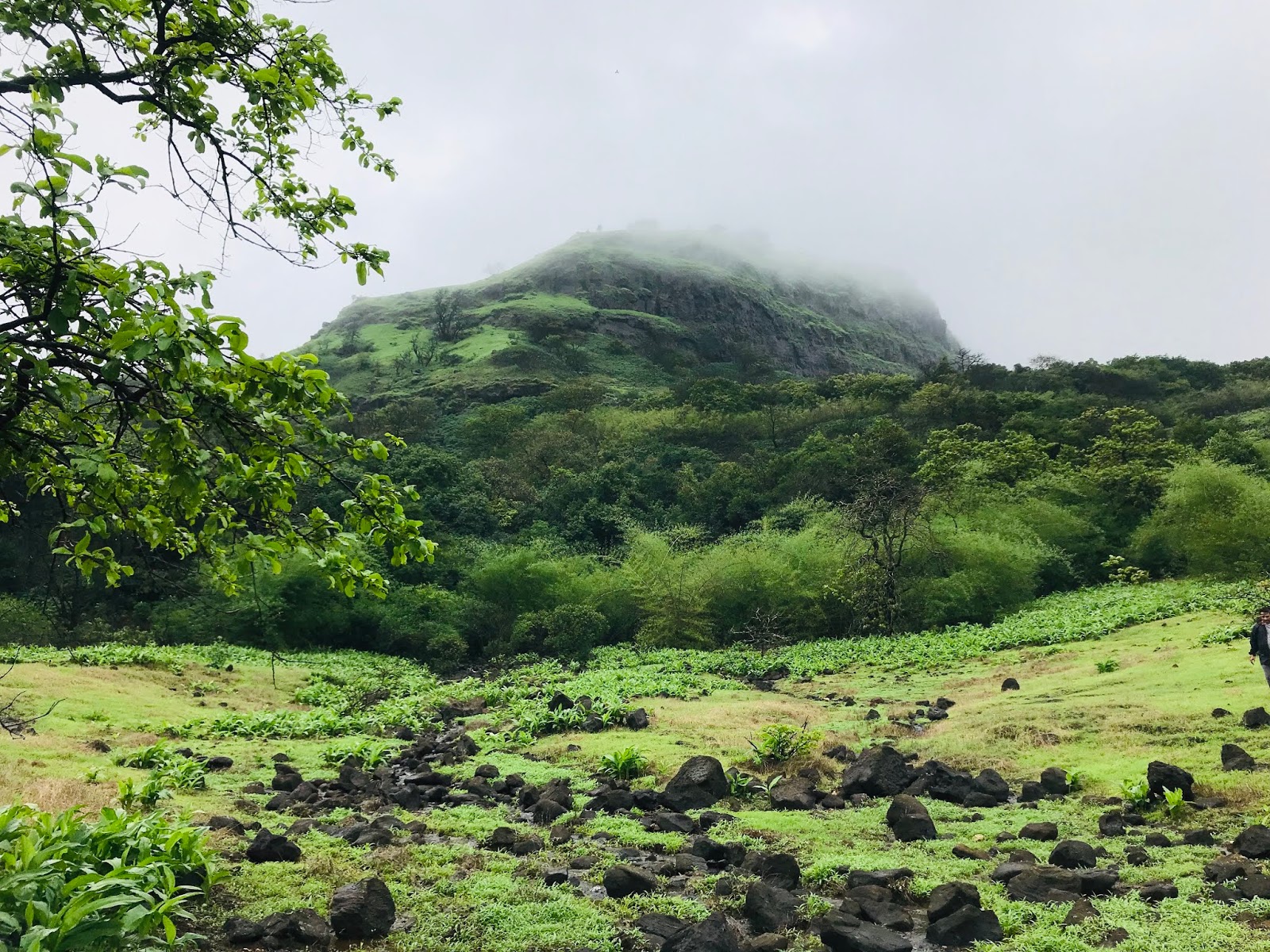 A Biodiversity Hotspot of India: Western Ghats