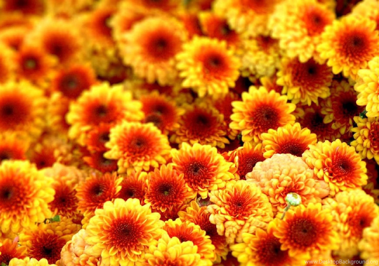 Autumn Flower Wallpaper Desktop Background