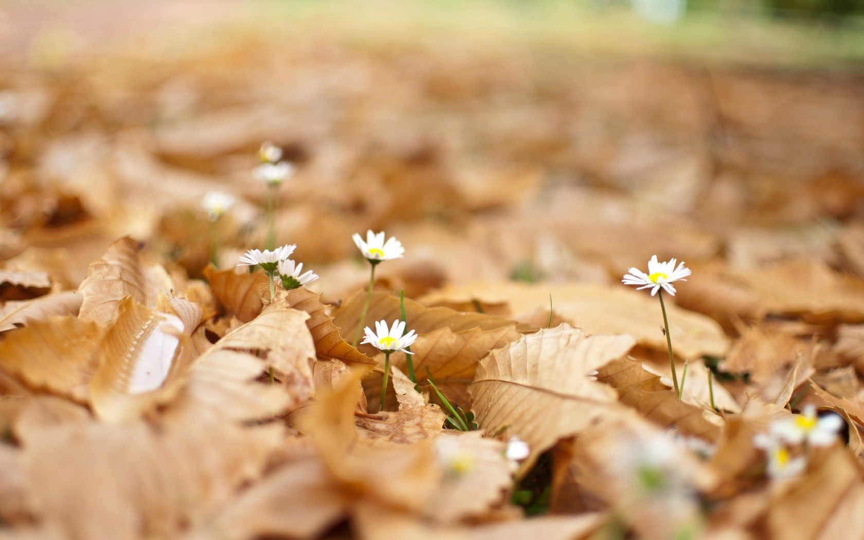 Autumn Flowers Wallpaper