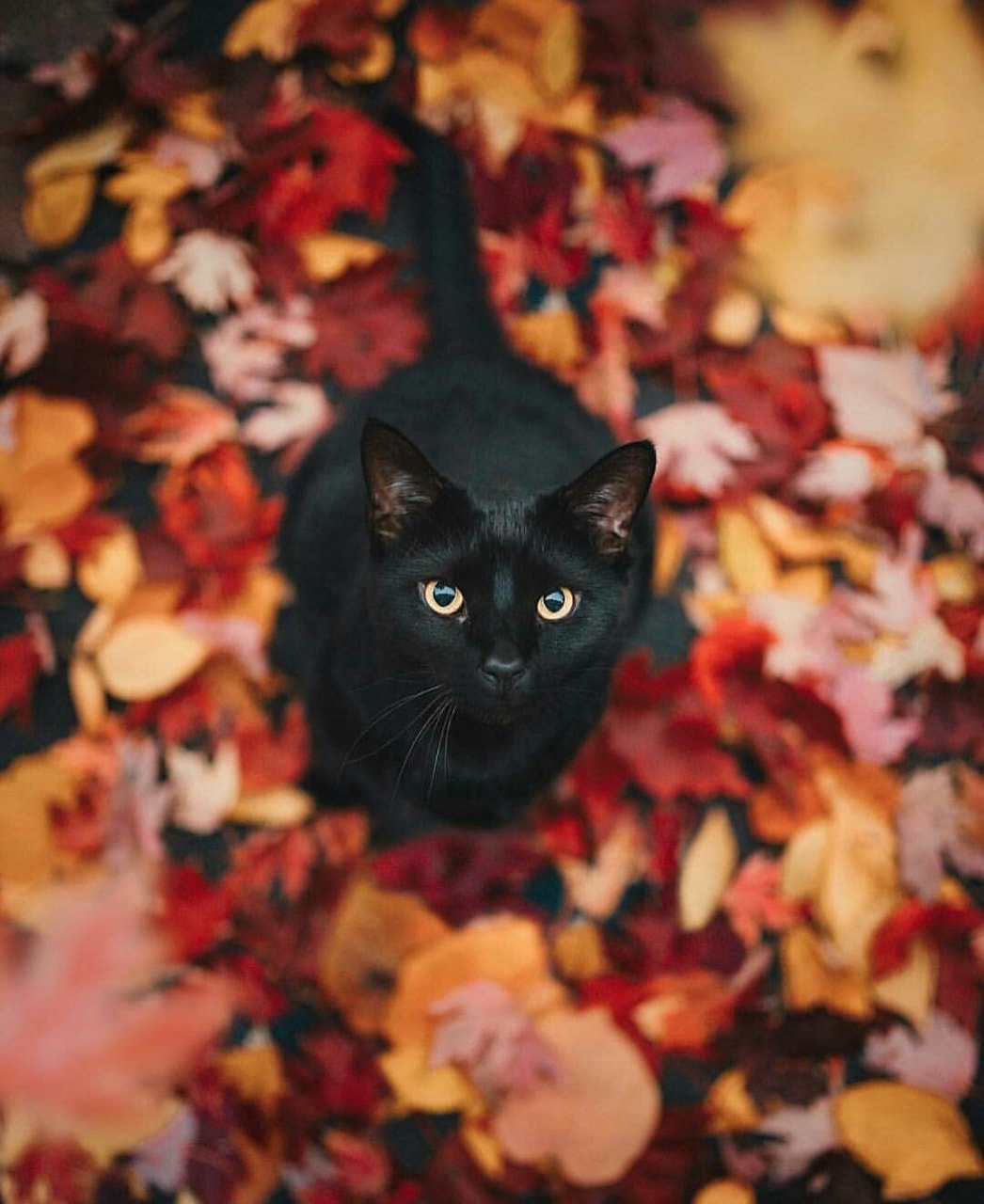 Black Cats Autumn Wallpapers  Wallpaper Cave