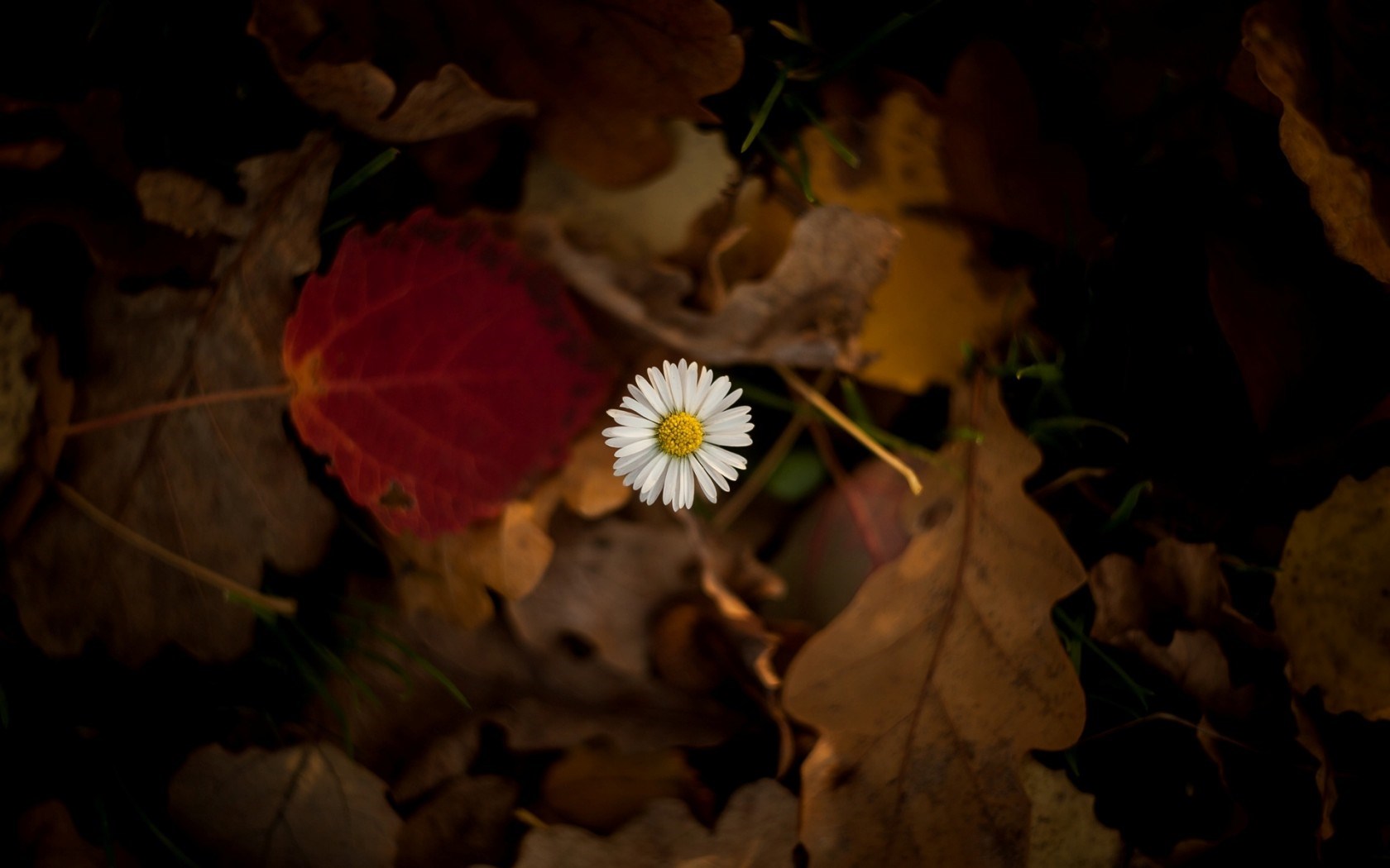 Flower Chamomile Leaves Autumn