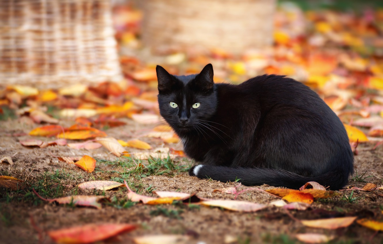 Black Cats Autumn Wallpapers - Wallpaper Cave