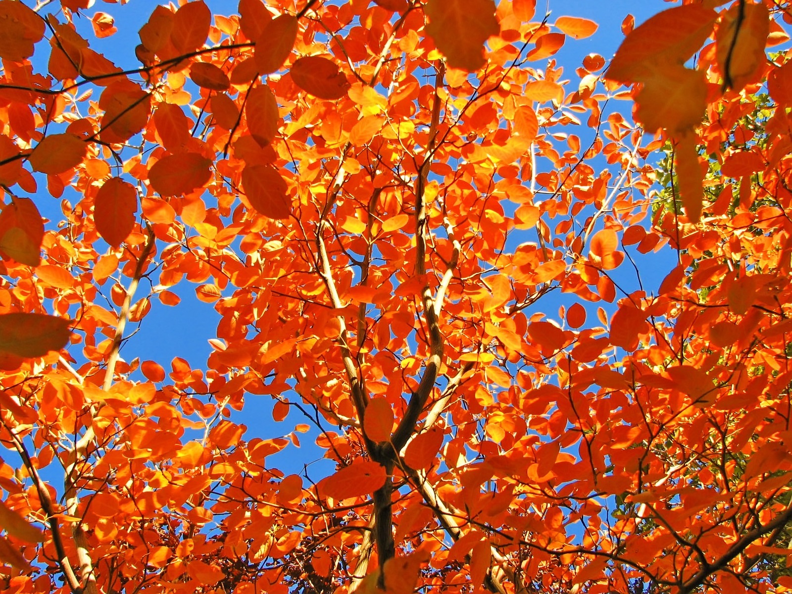 Every leaf is a flower Wallpaper Autumn Nature Wallpaper in jpg format for free download