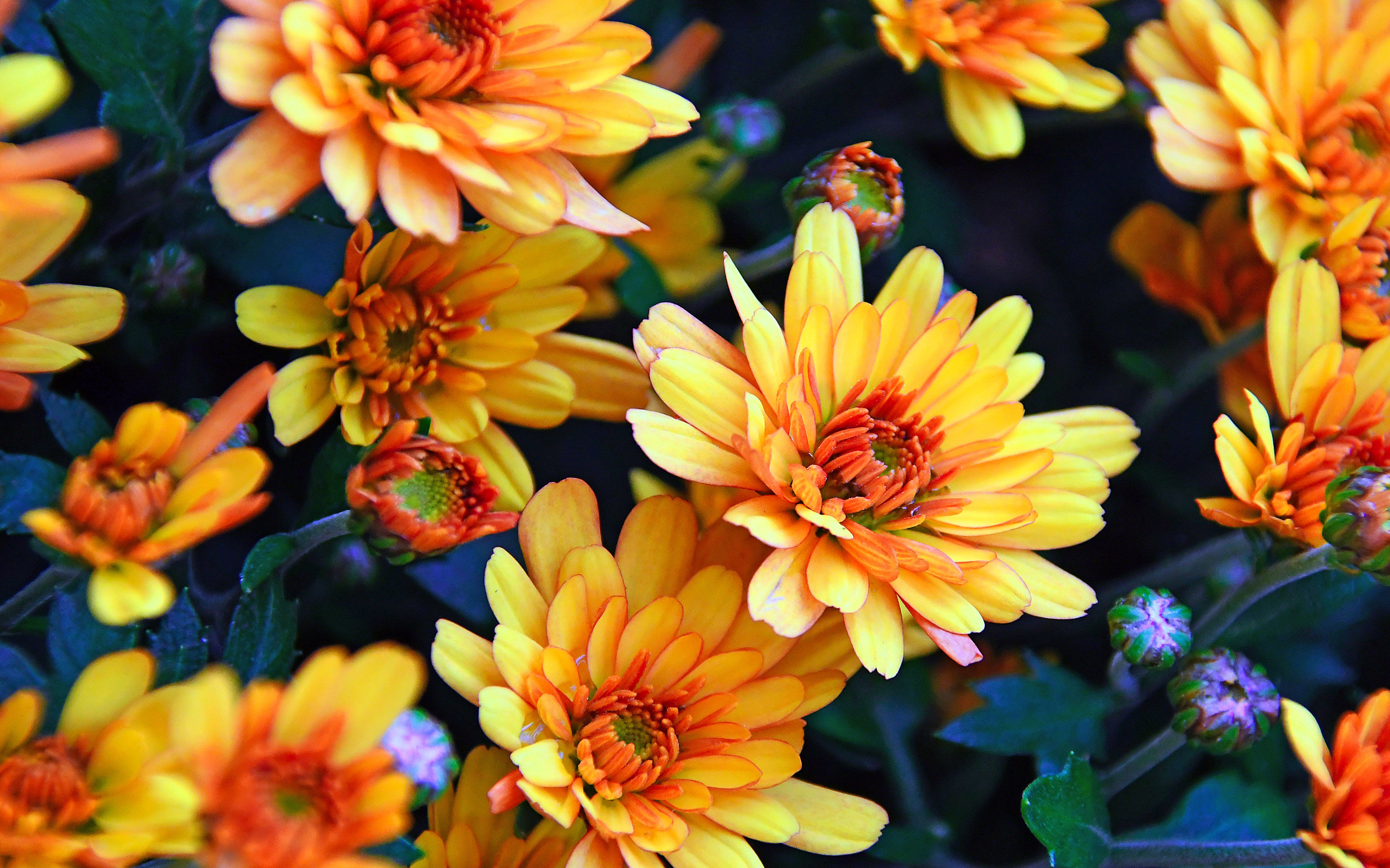 Autumn Flowers Laptop Wallpaper Free Autumn Flowers Laptop Background