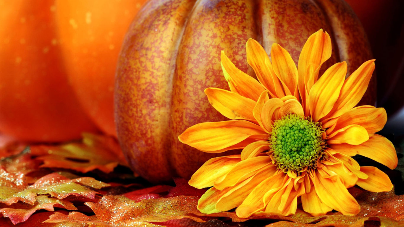 Autumn Leaf Pumpkin Sunflower Flower Autumn Wallpaper HD For Desktop Laptop Tablet Mobile Phones 3840x2160, Wallpaper13.com
