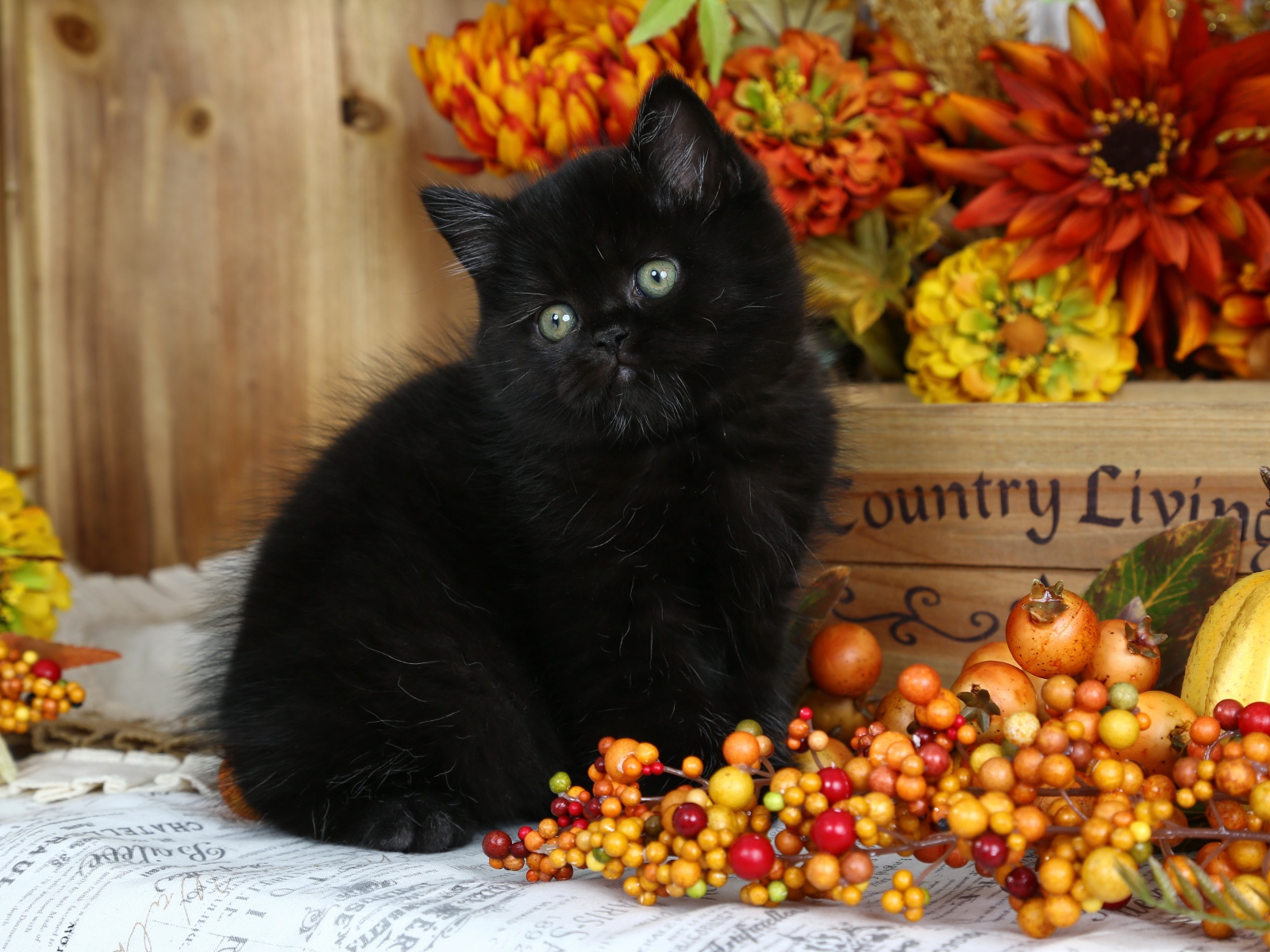 Little fluffy black kitten with autumn berries Desktop wallpaper 1600x1200