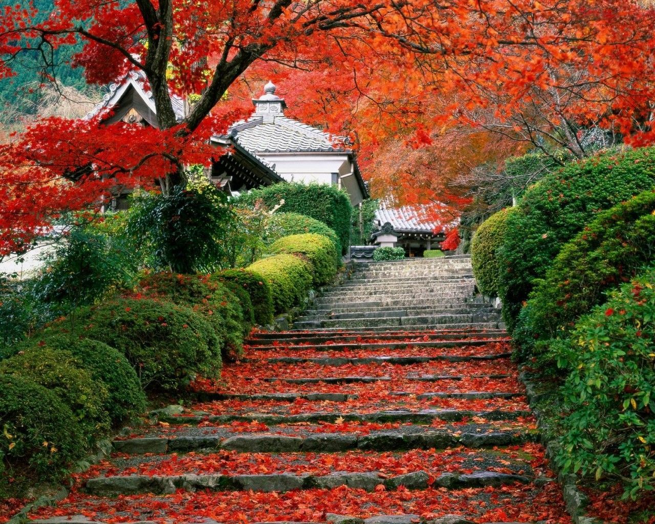 Kyoto Autumn Wallpaper
