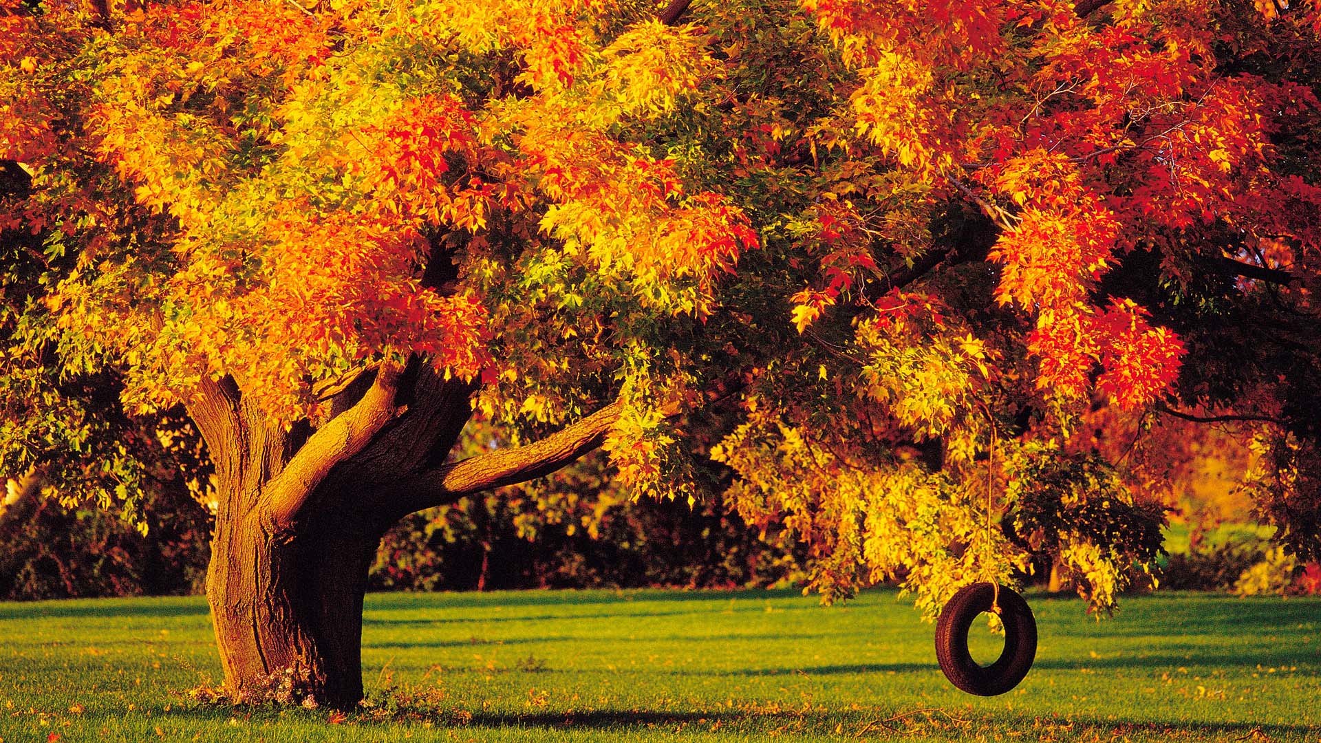 Autumn Trees Wallpaper