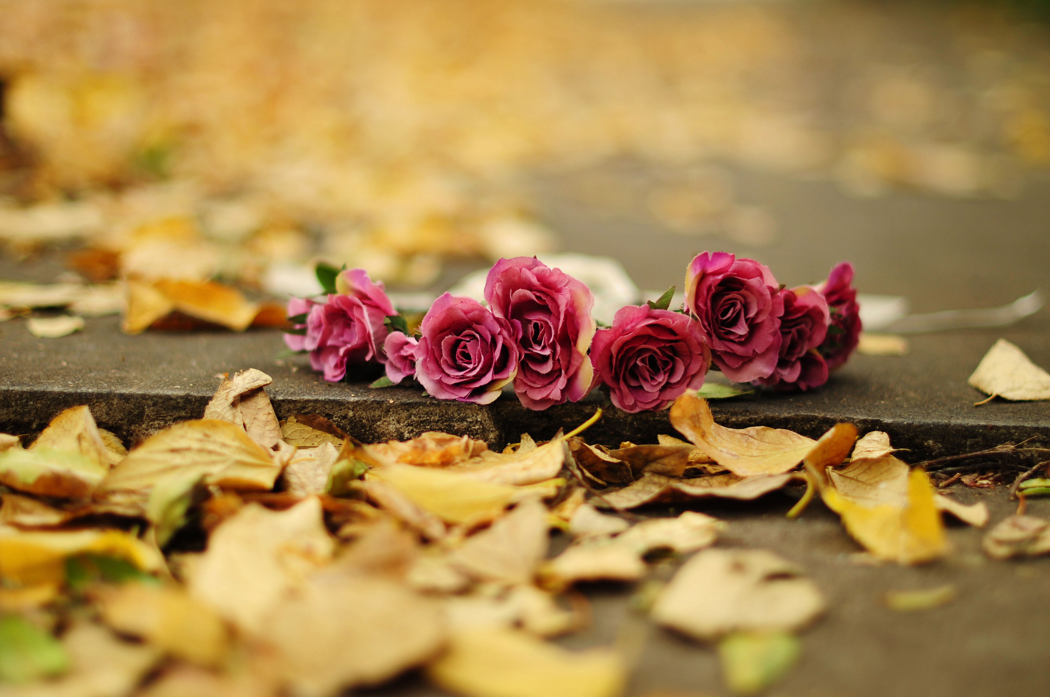 Wallpaper, 2048x1360 px, autumn, bokeh, Earth, flower, leaves, rose, roses, yellow 2048x1360