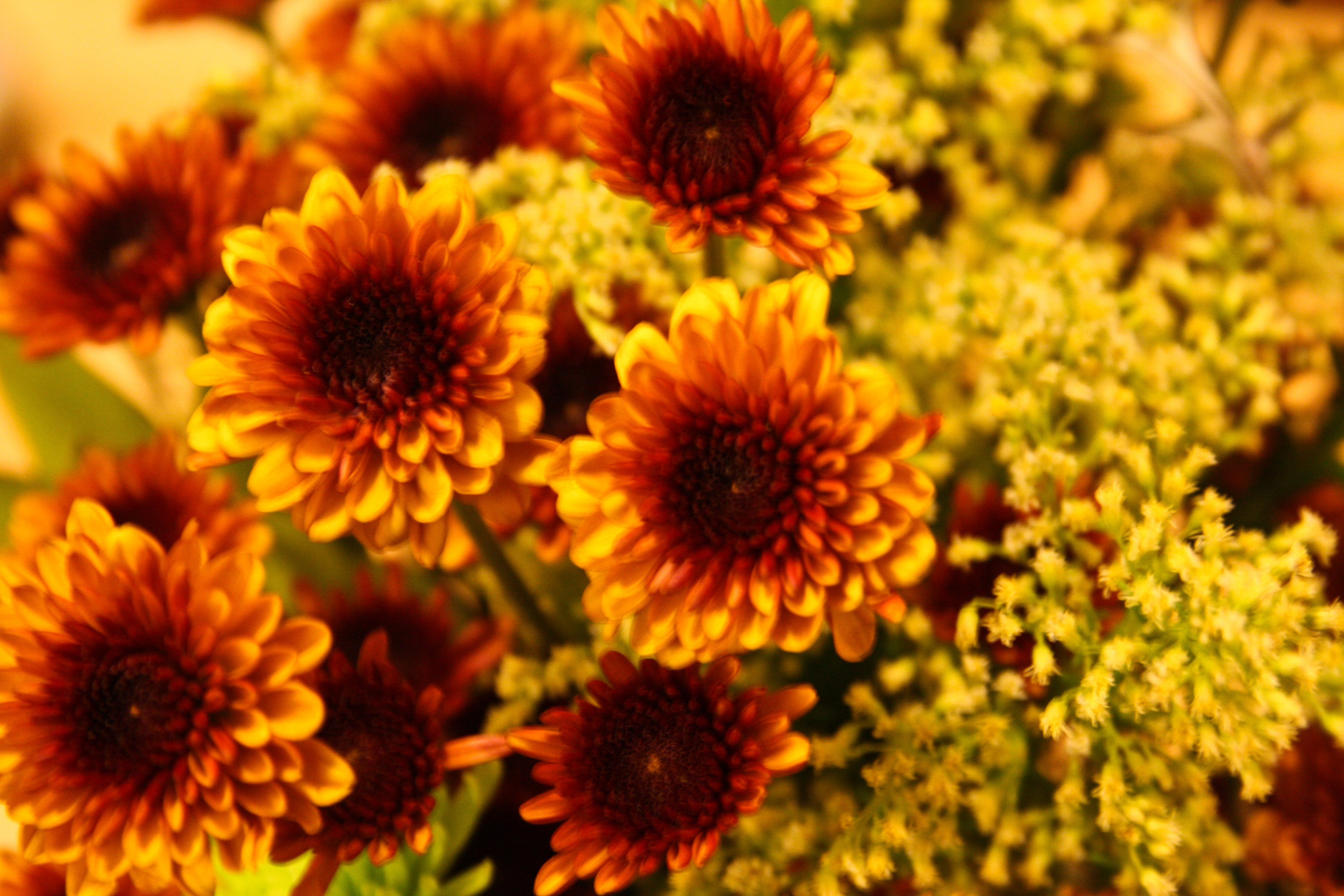 Fall Flowers Picture Wallpaper