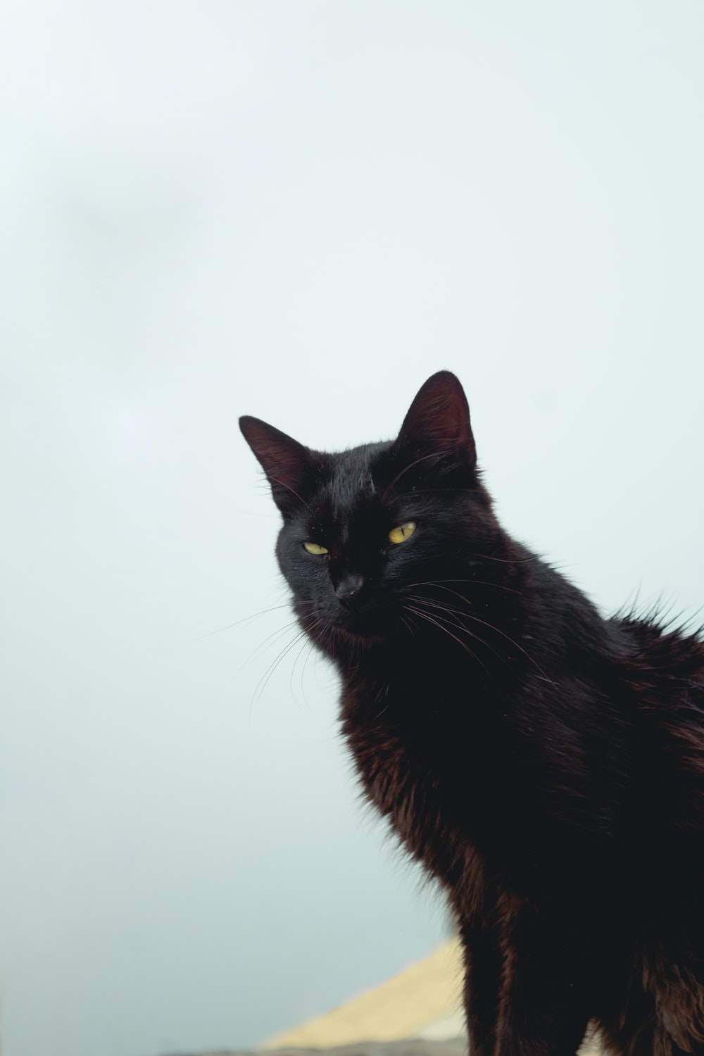 Black Cat Picture. Download Free Image
