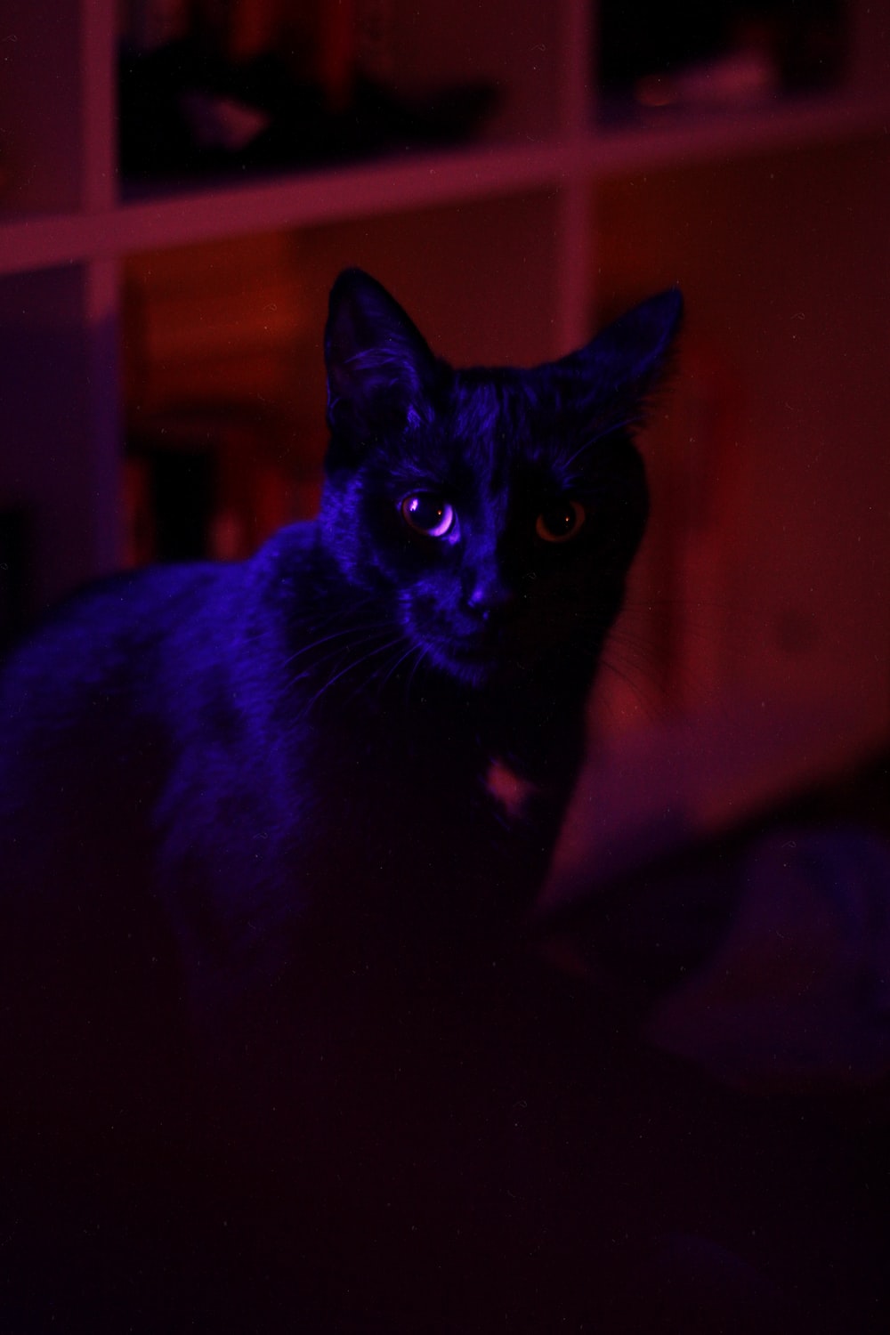 Dark Cat Picture. Download Free Image