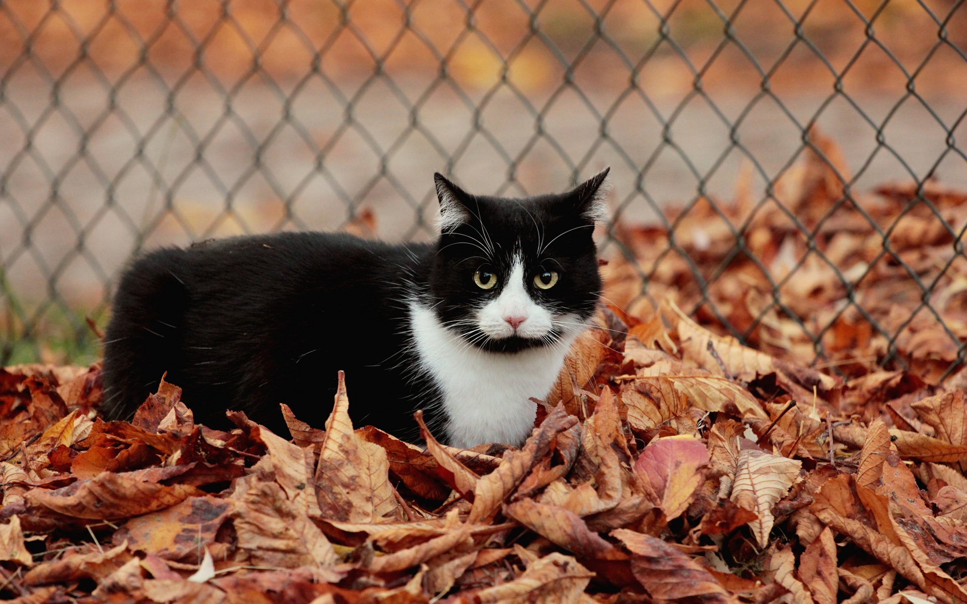 Wallpaper Fence, leaves, autumn, black and white cat 1920x1200 HD Picture, Image