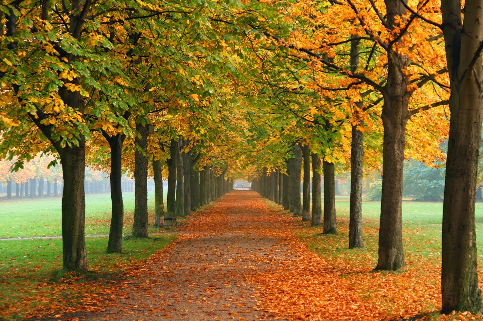 Free download wallpaper and Fall background for your computer desktop Find Fall [1600x1063] for your Desktop, Mobile & Tablet. Explore Find Wallpaper for your PC. Show Me Free Wallpaper