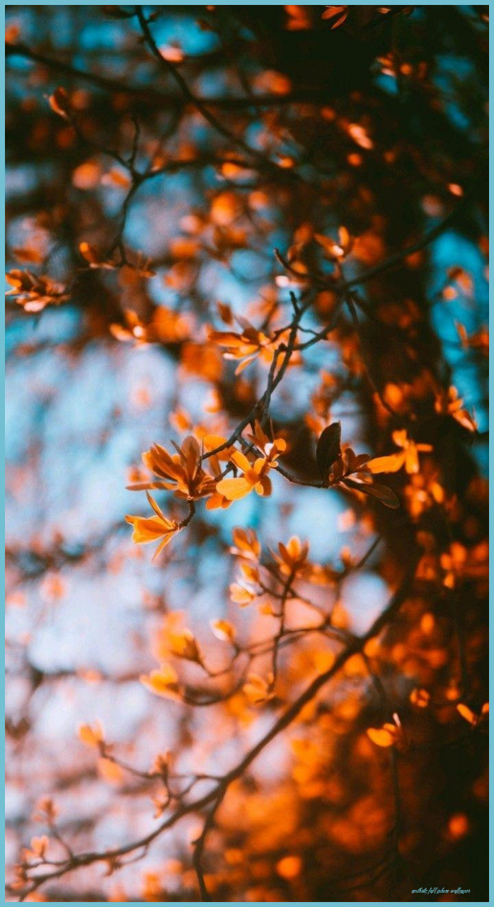 Fall iPhone Wallpaper Free HD Wallpaper Fall iPhone Wallpaper