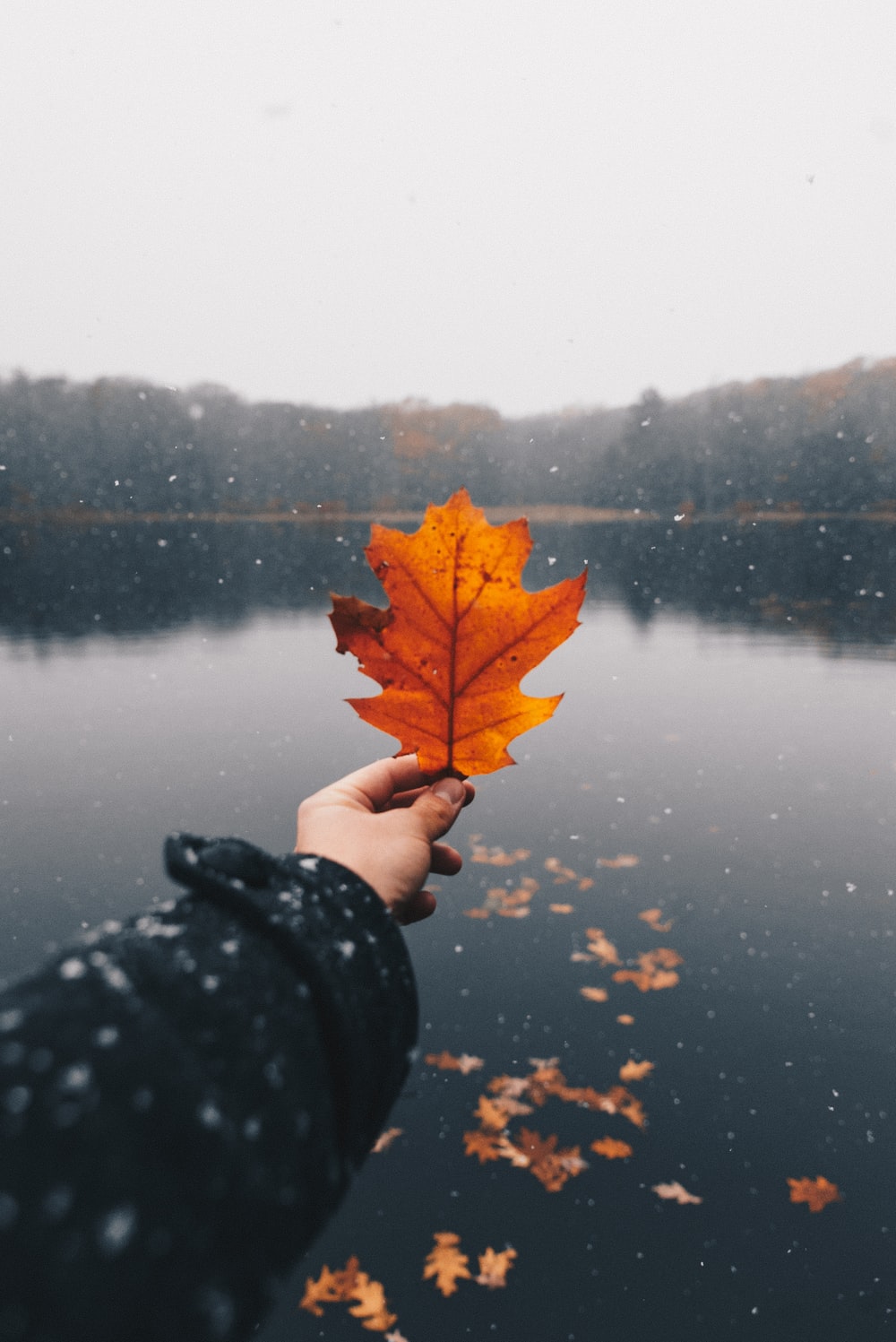 Fall Background Image: Download HD Background