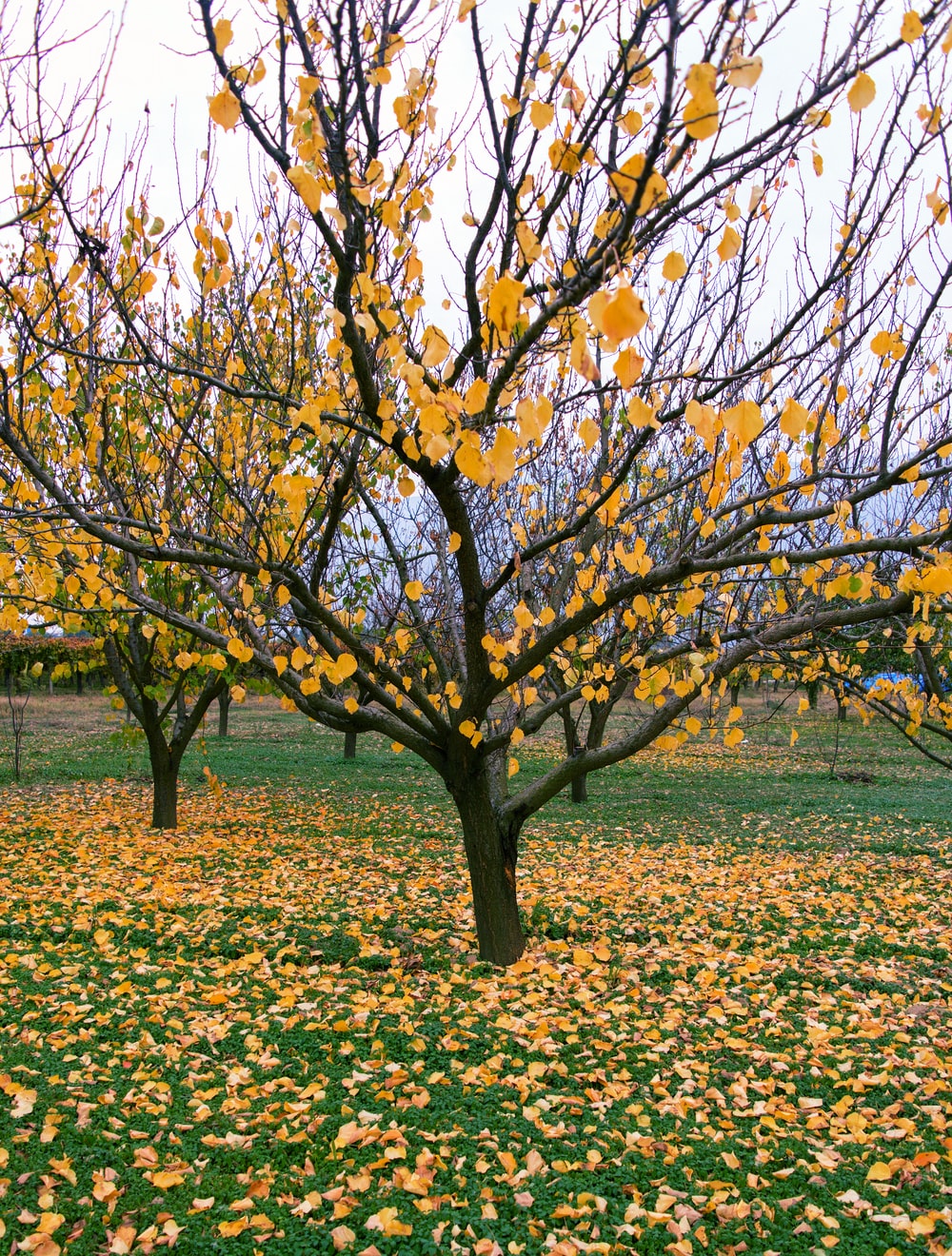 Back Garden Picture. Download Free Image