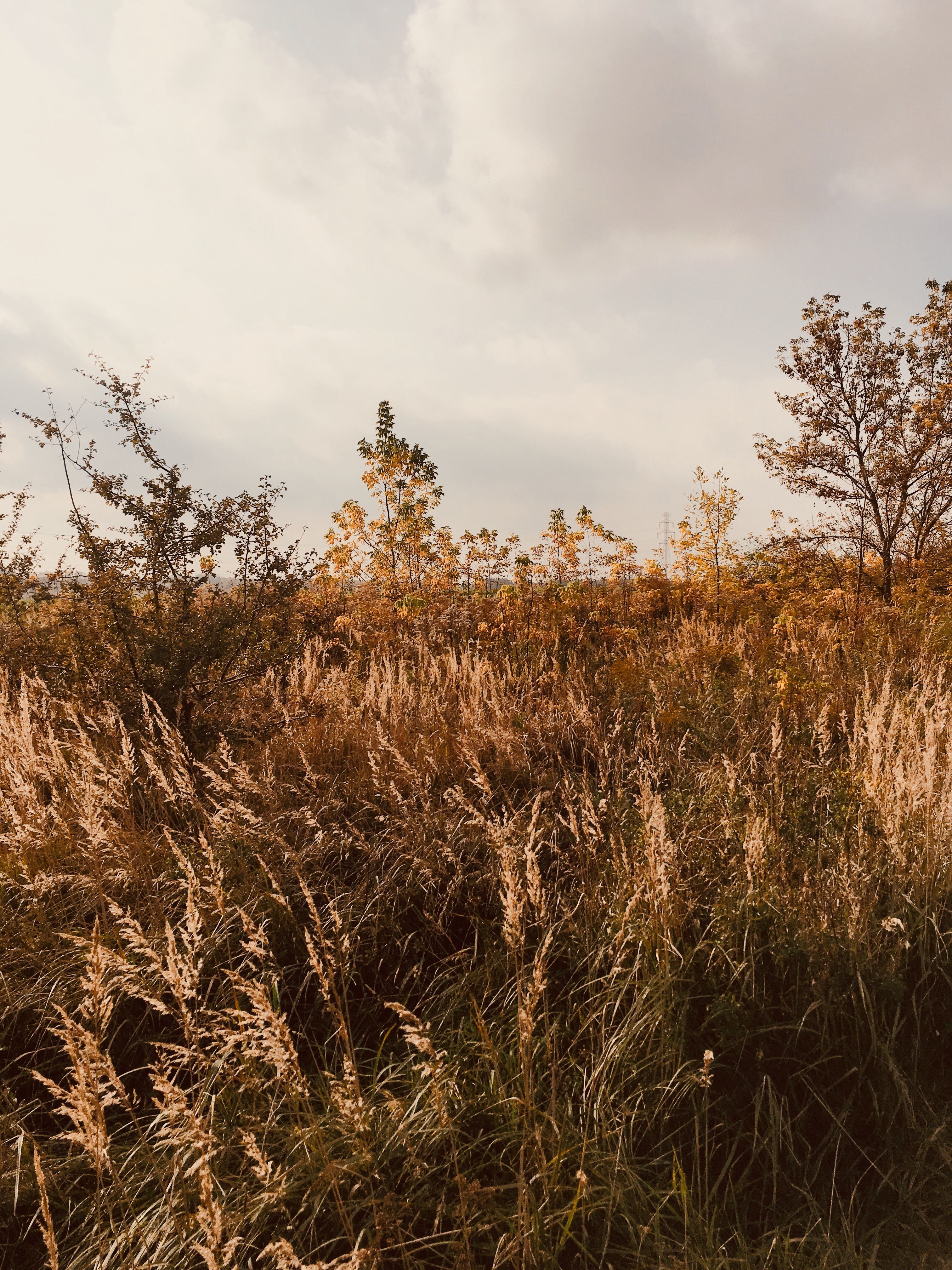 fall #autumn #wallpaper #iphone. Autumn aesthetic, Nature, Scenery